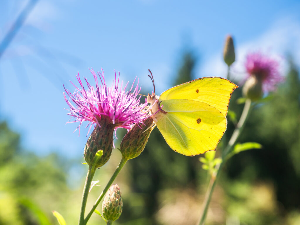 ヤマキチョウ/Gonepteryx maxima