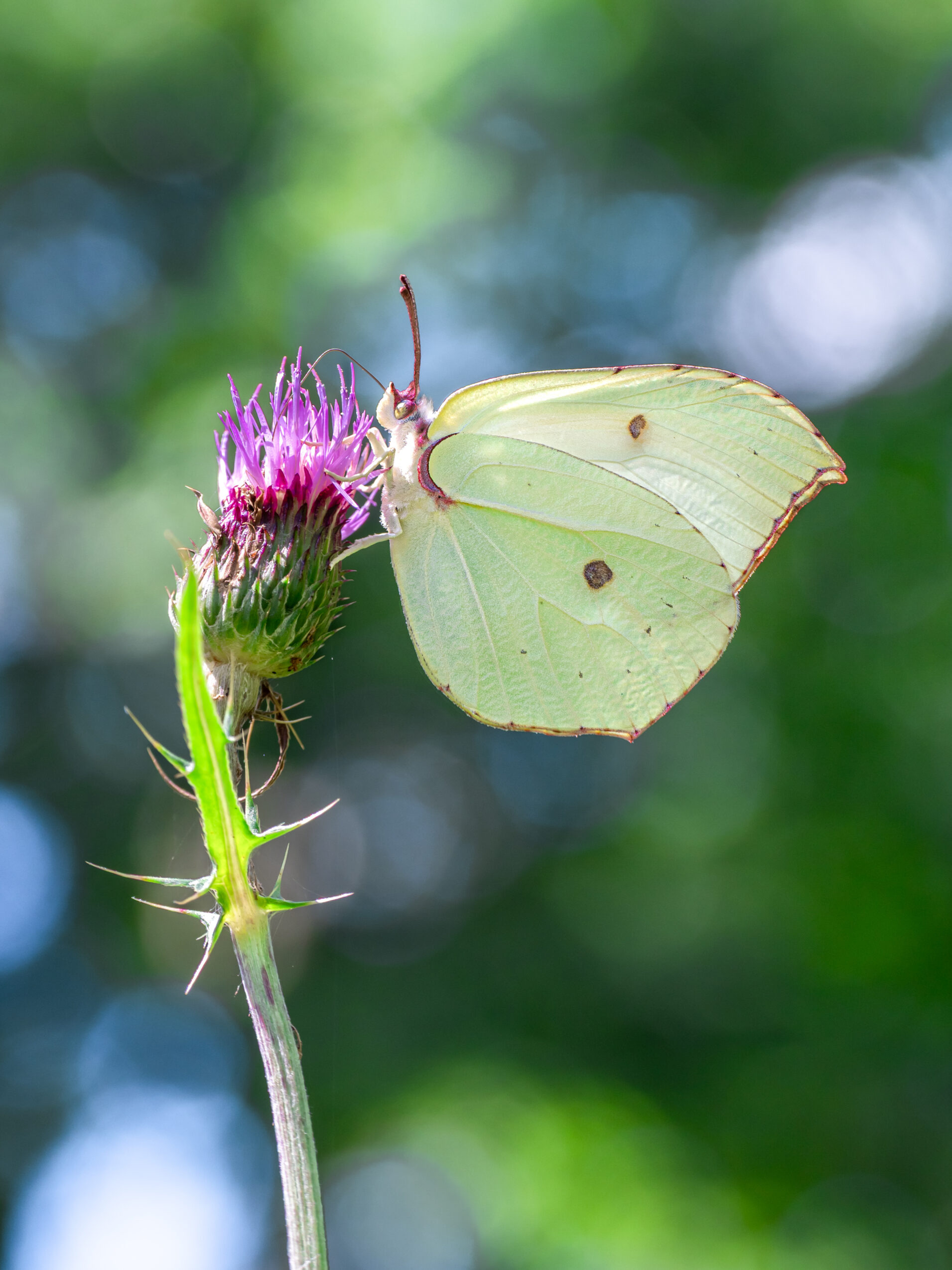 ヤマキチョウ/Gonepteryx  maxima