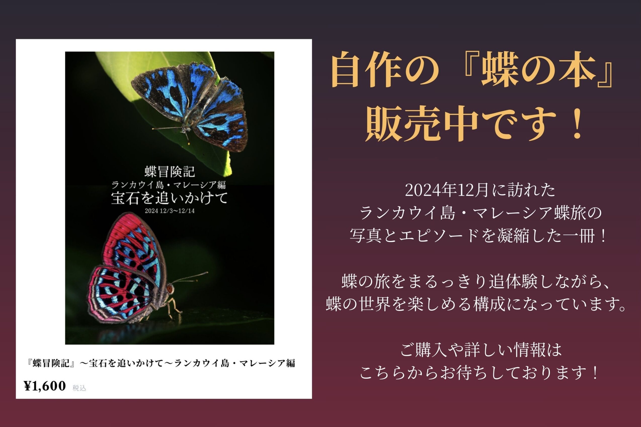 蝶の本-蝶冒険記