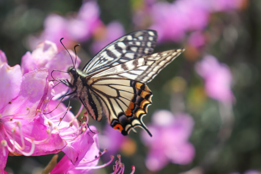 ナミアゲハ-Papilio xuthus