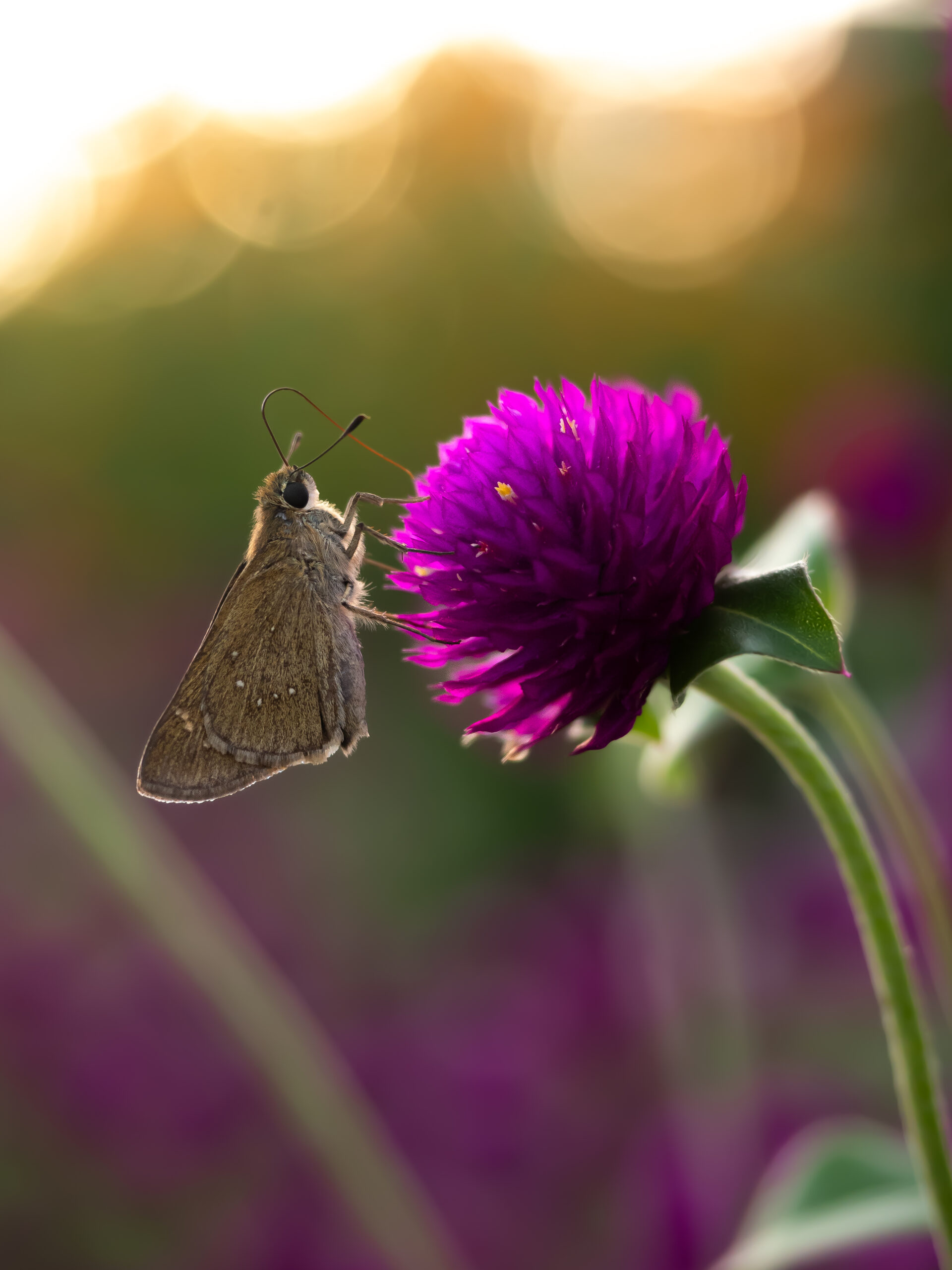 チャバネセセリ-pelopidas-mathias