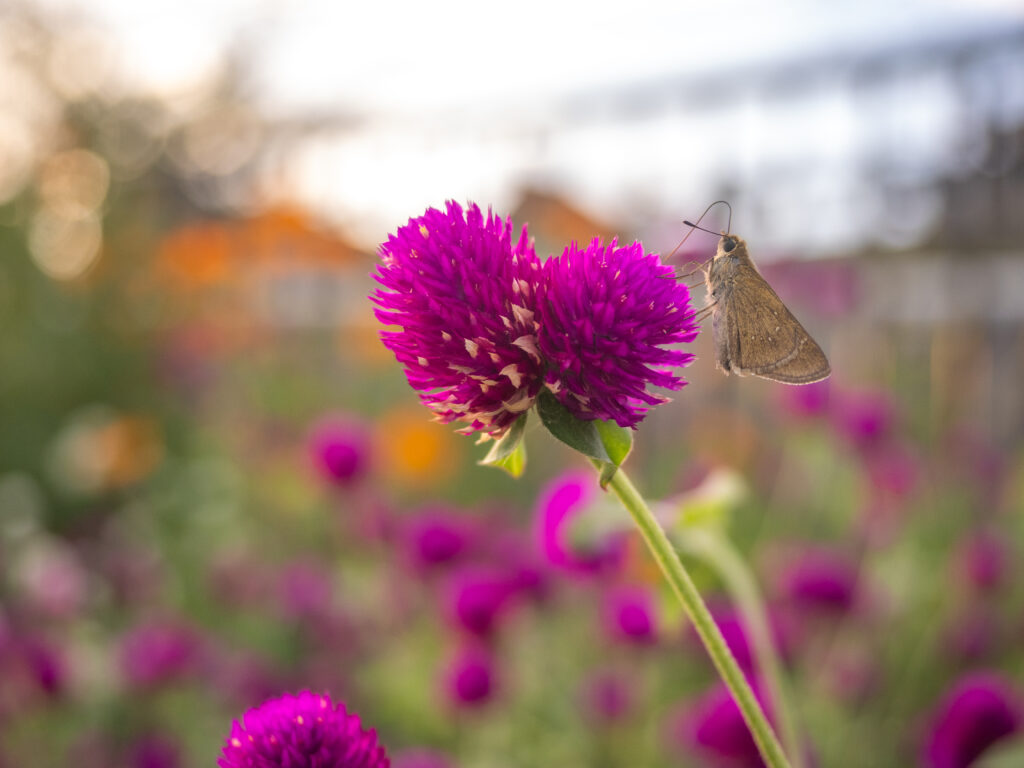 チャバネセセリ-pelopidas-mathias