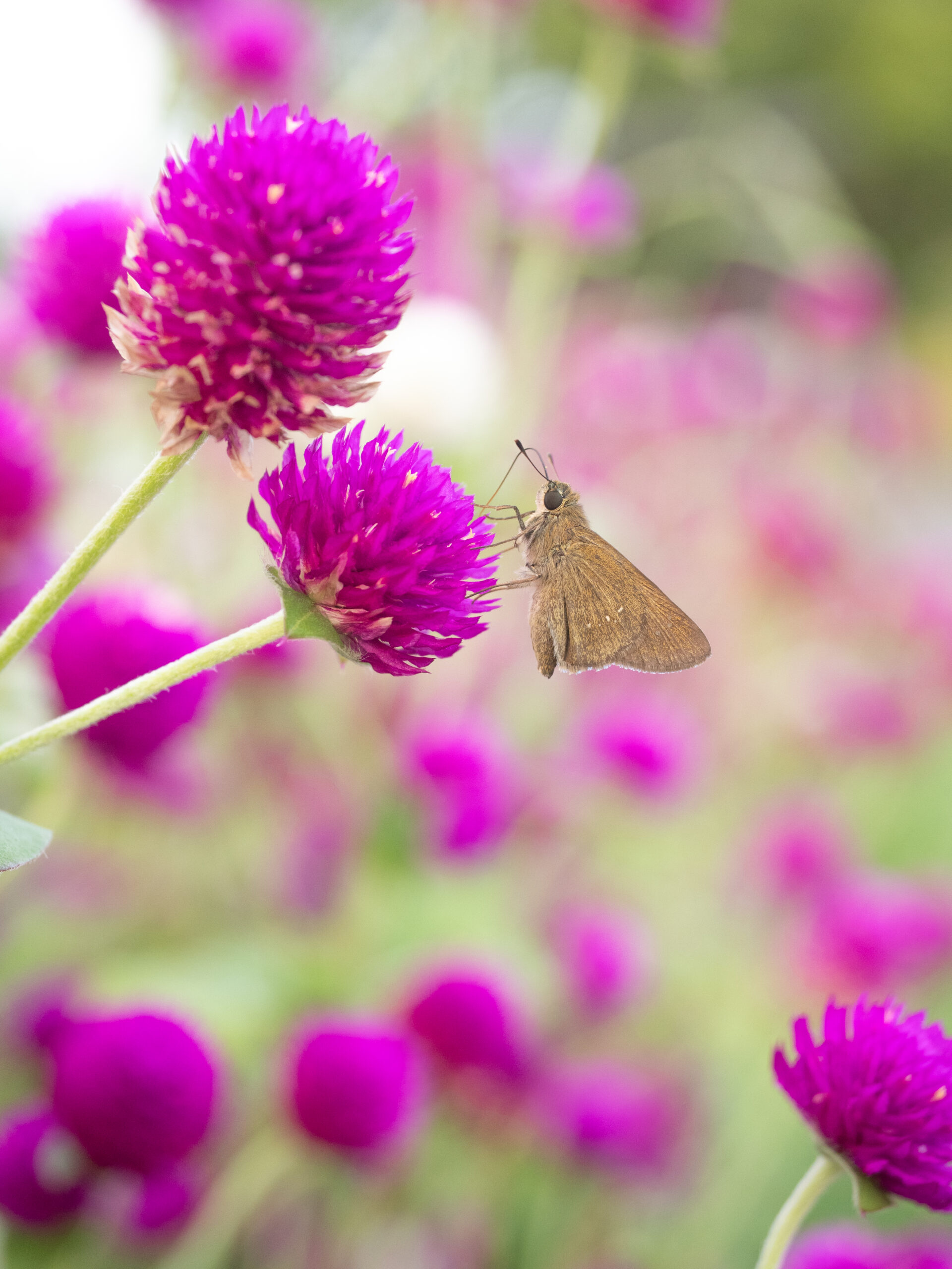 チャバネセセリ-pelopidas-mathias