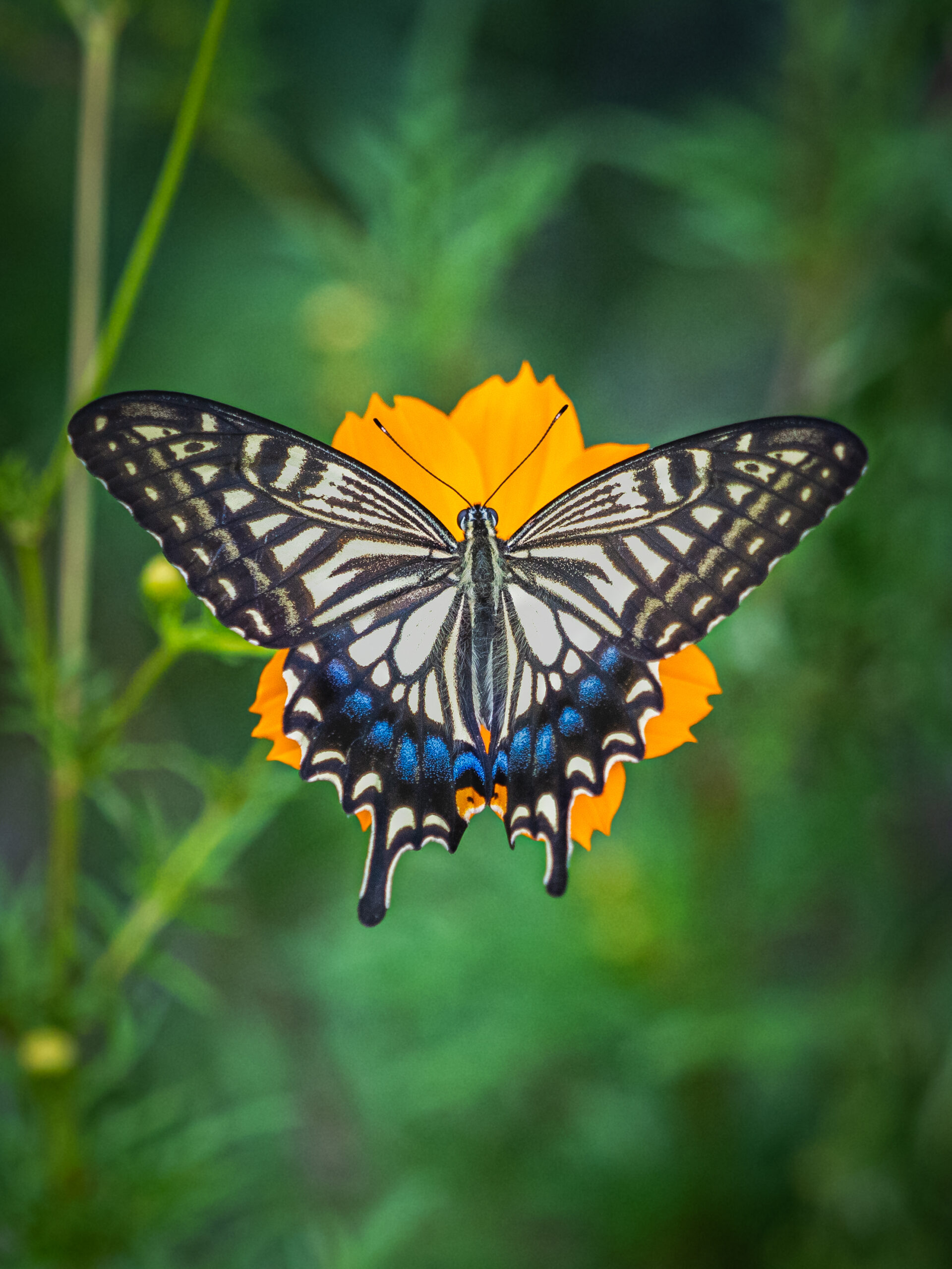 ナミアゲハ-Papilio xuthus