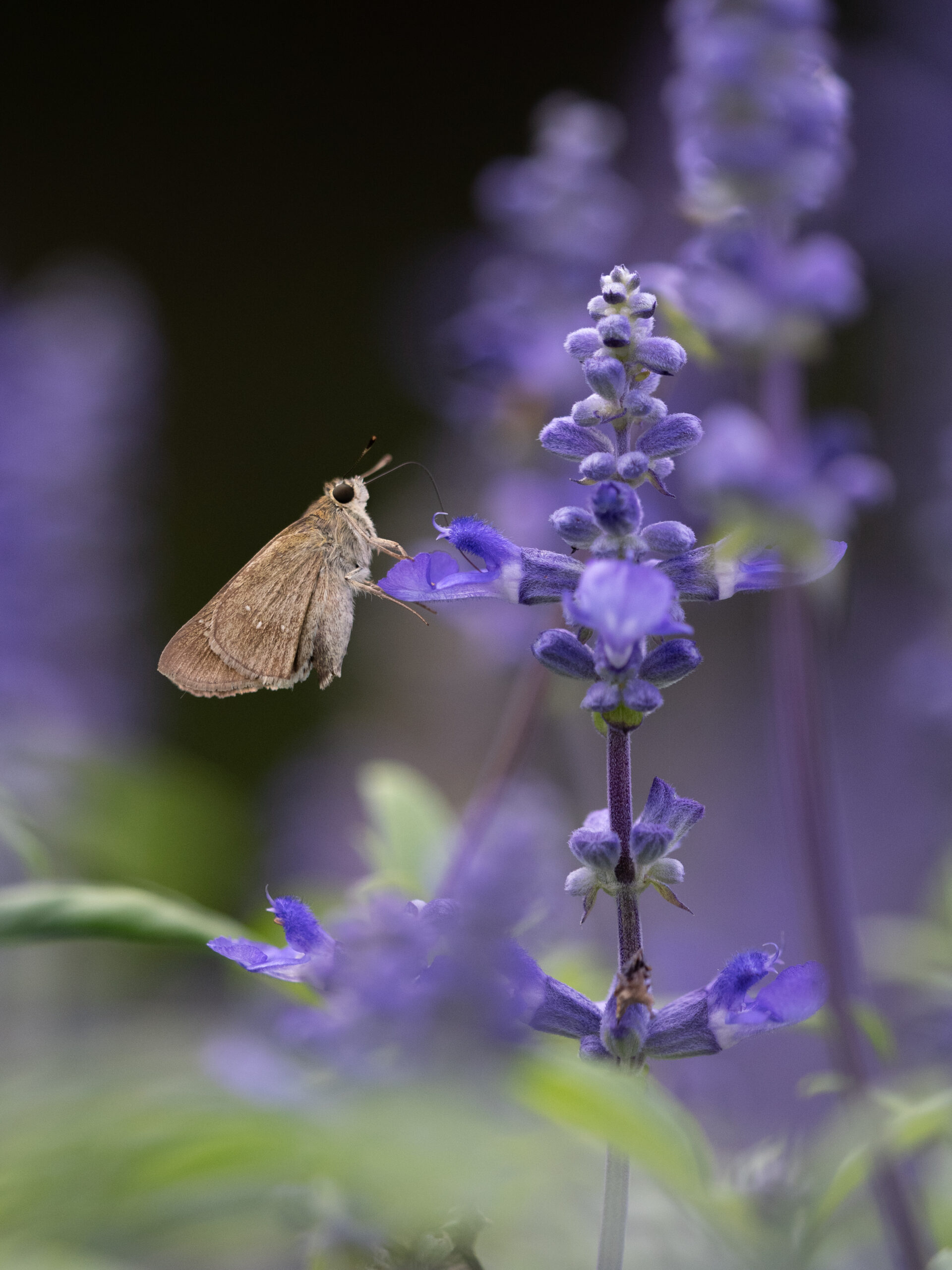 チャバネセセリ-pelopidas-mathias