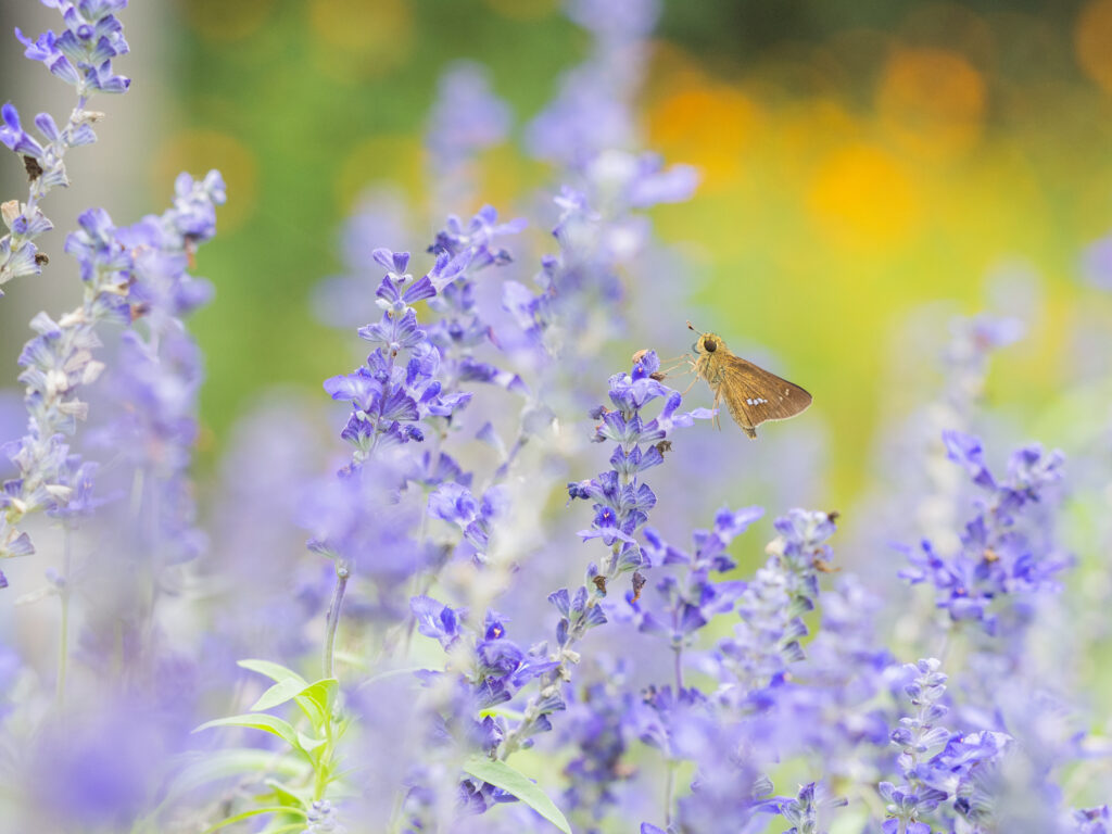 イチモンジセセリ-Parnara guttata