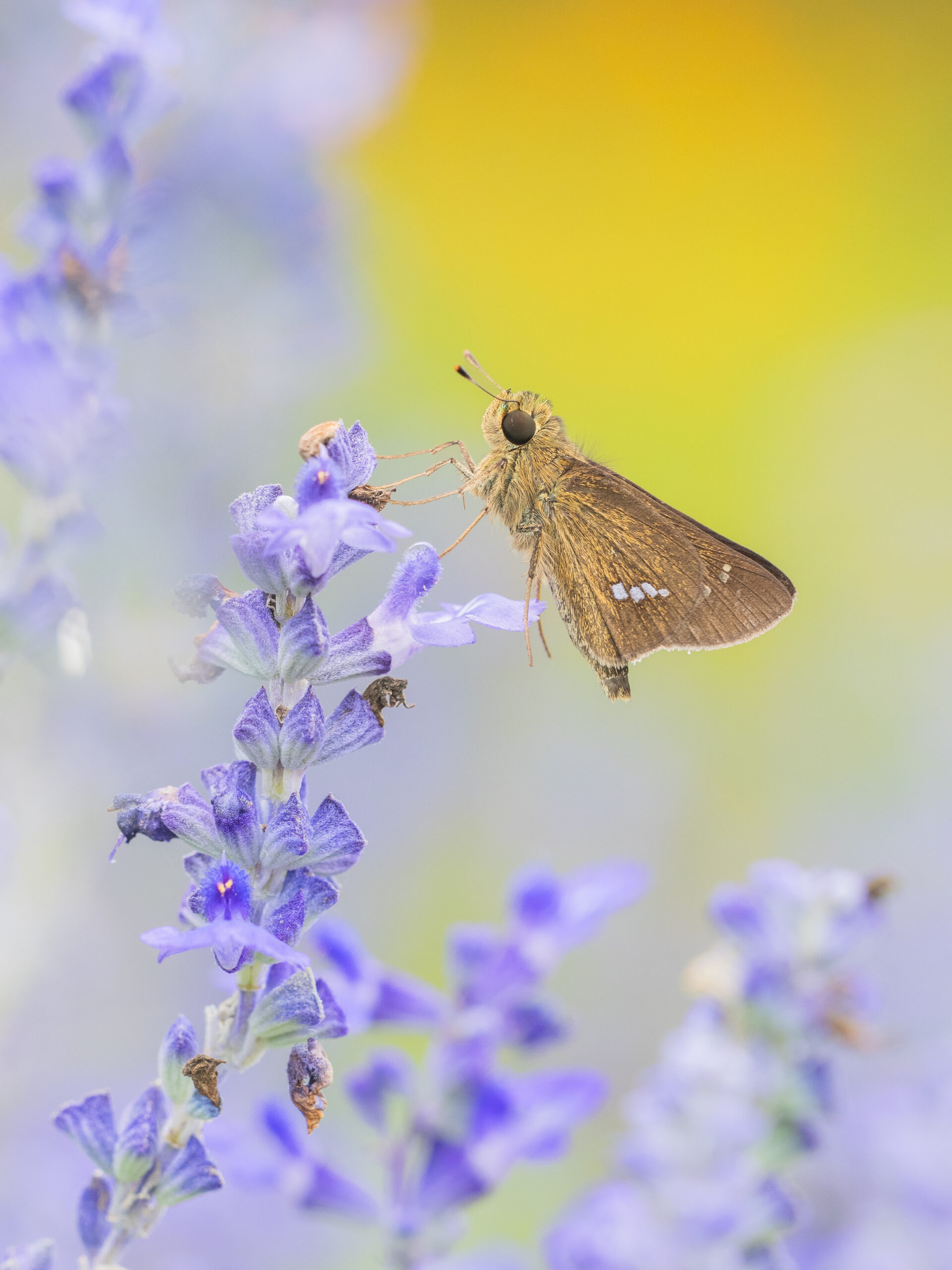 イチモンジセセリ-Parnara guttata