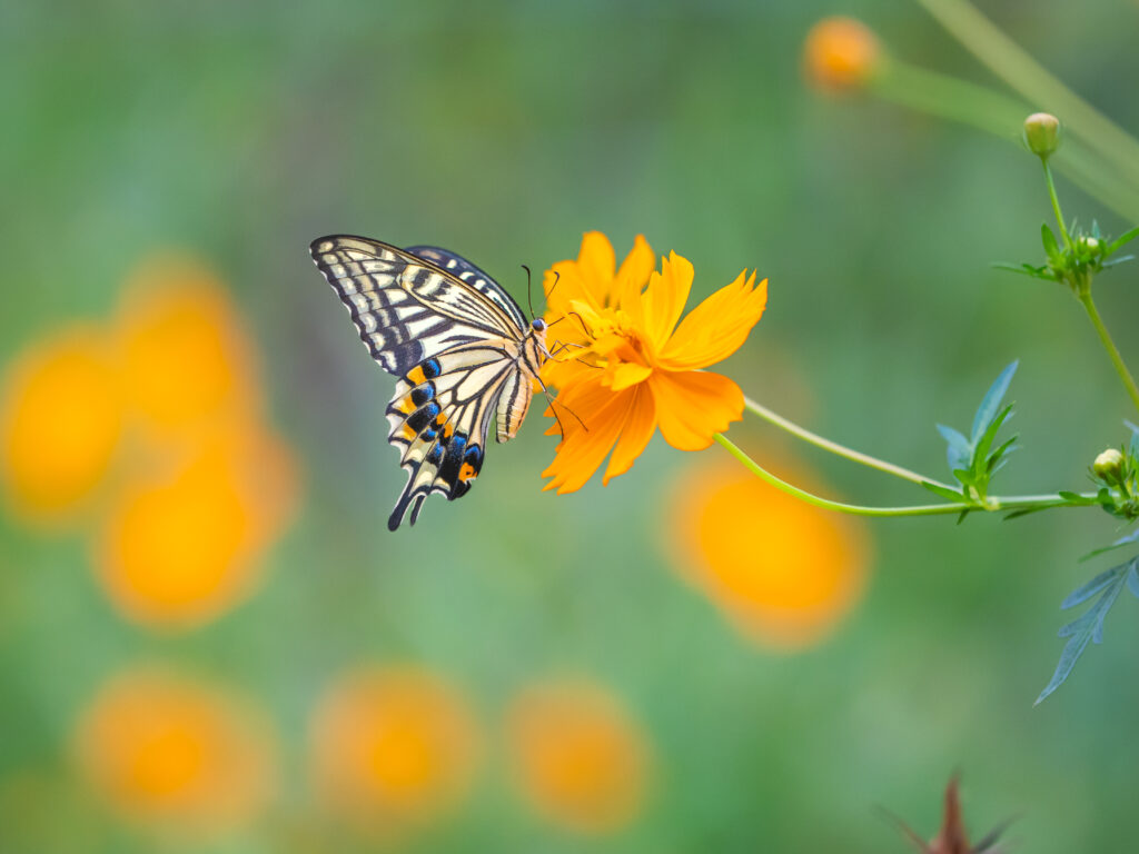 ナミアゲハ-Papilio xuthus