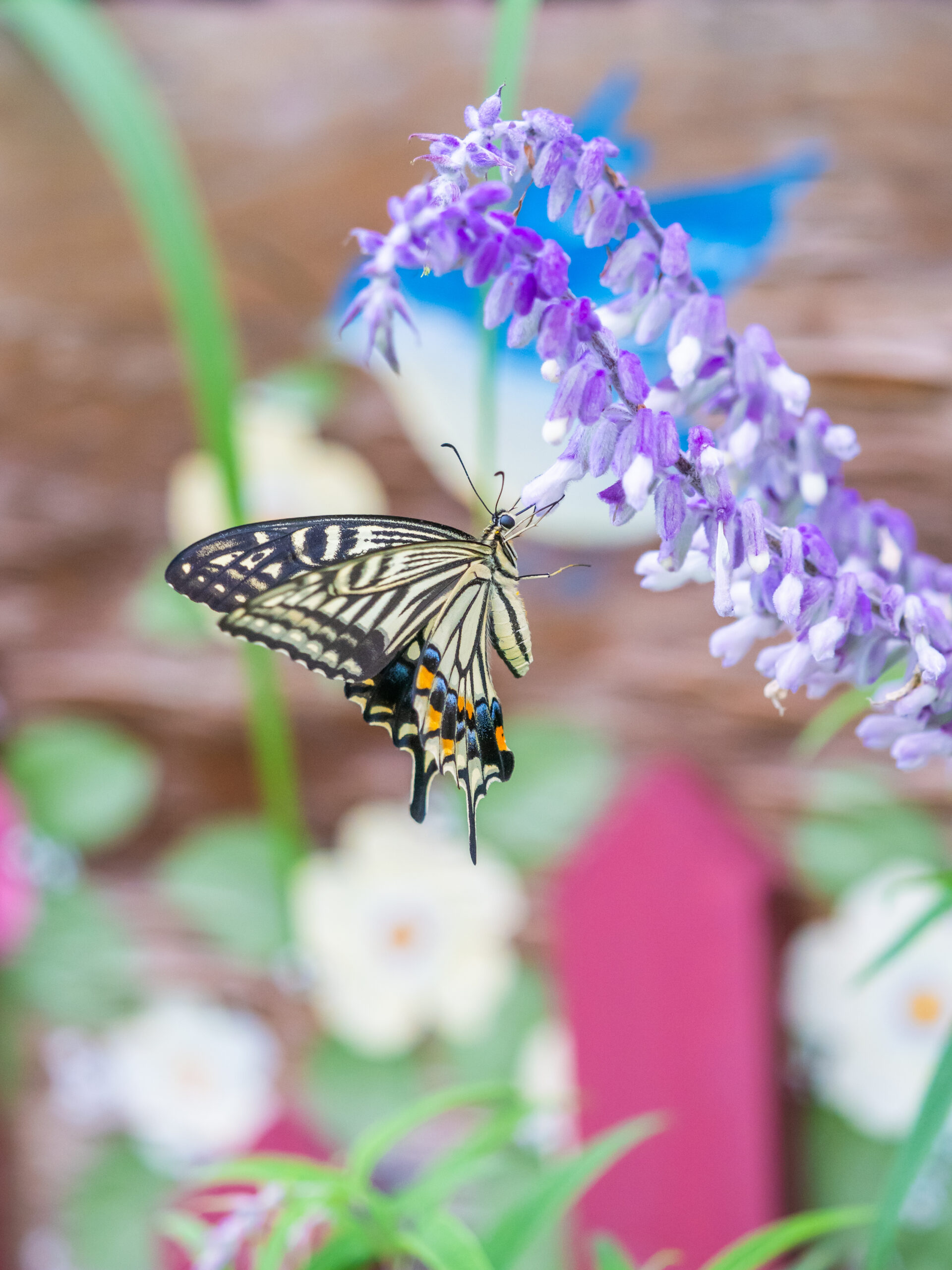 ナミアゲハ-Papilio xuthus