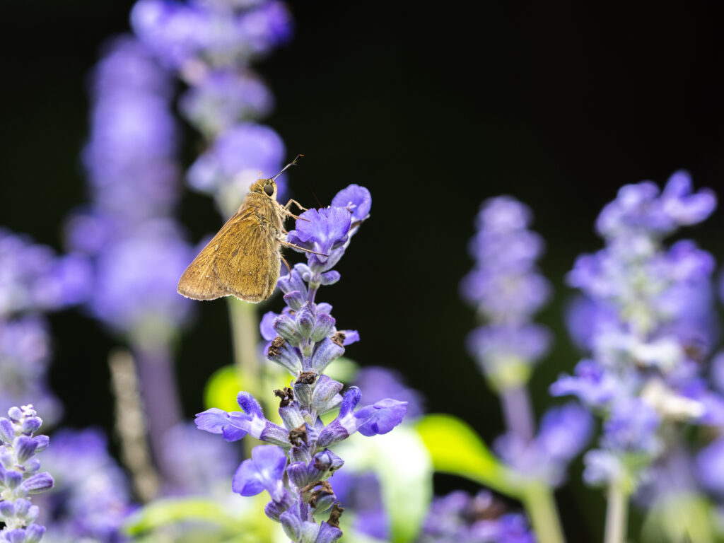 チャバネセセリ-pelopidas-mathias