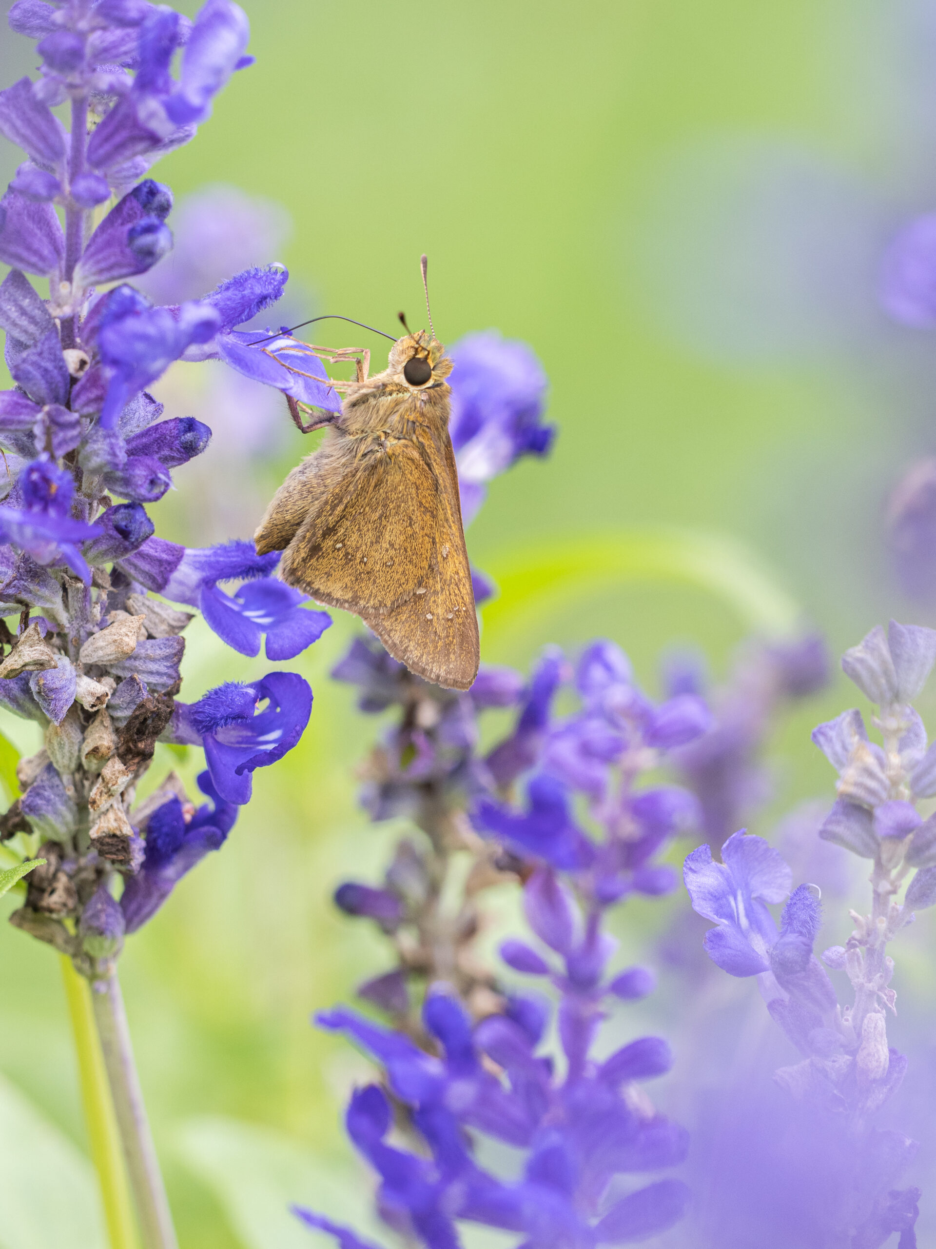 チャバネセセリ-pelopidas-mathias