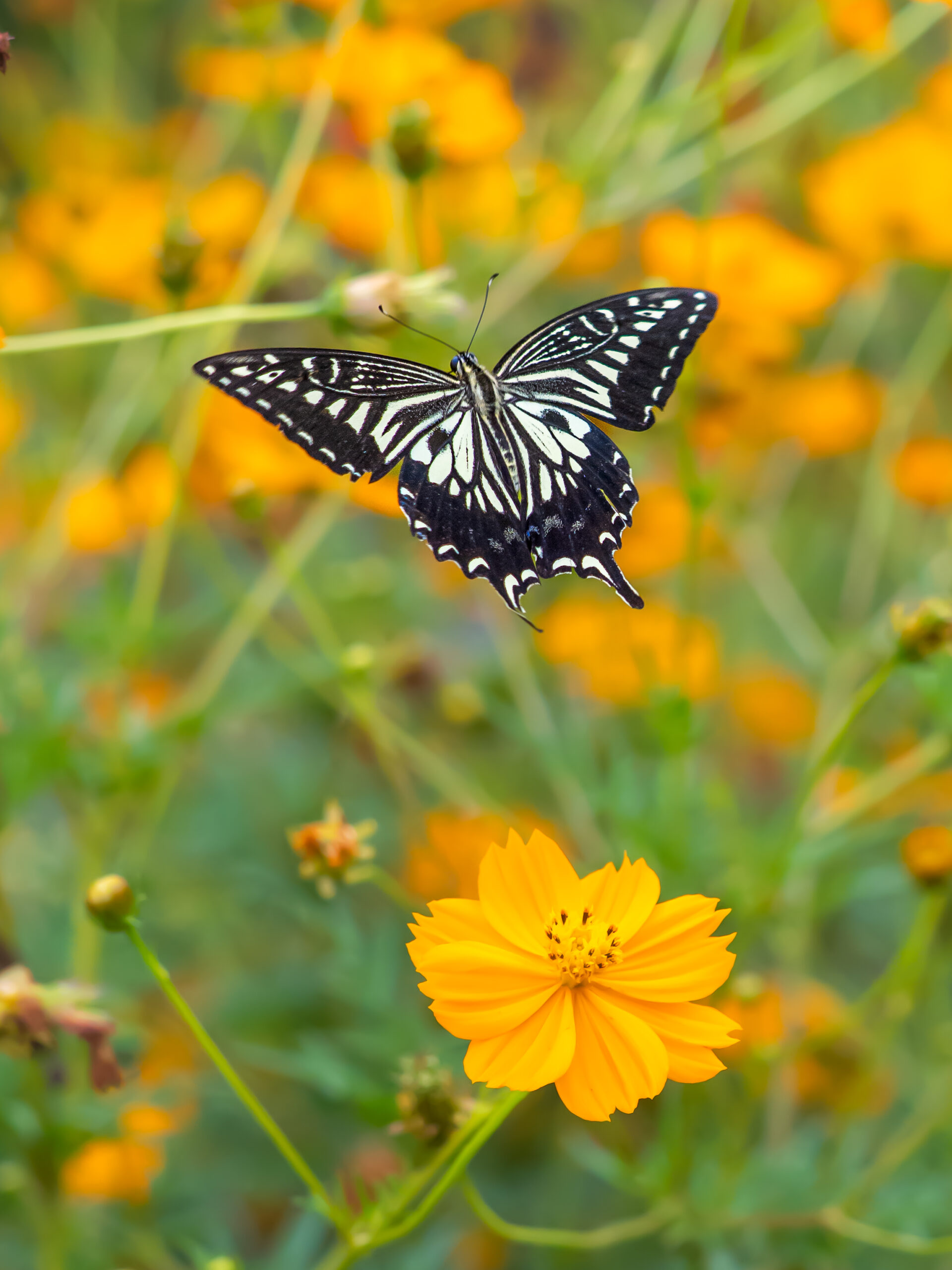 ナミアゲハ-Papilio xuthus