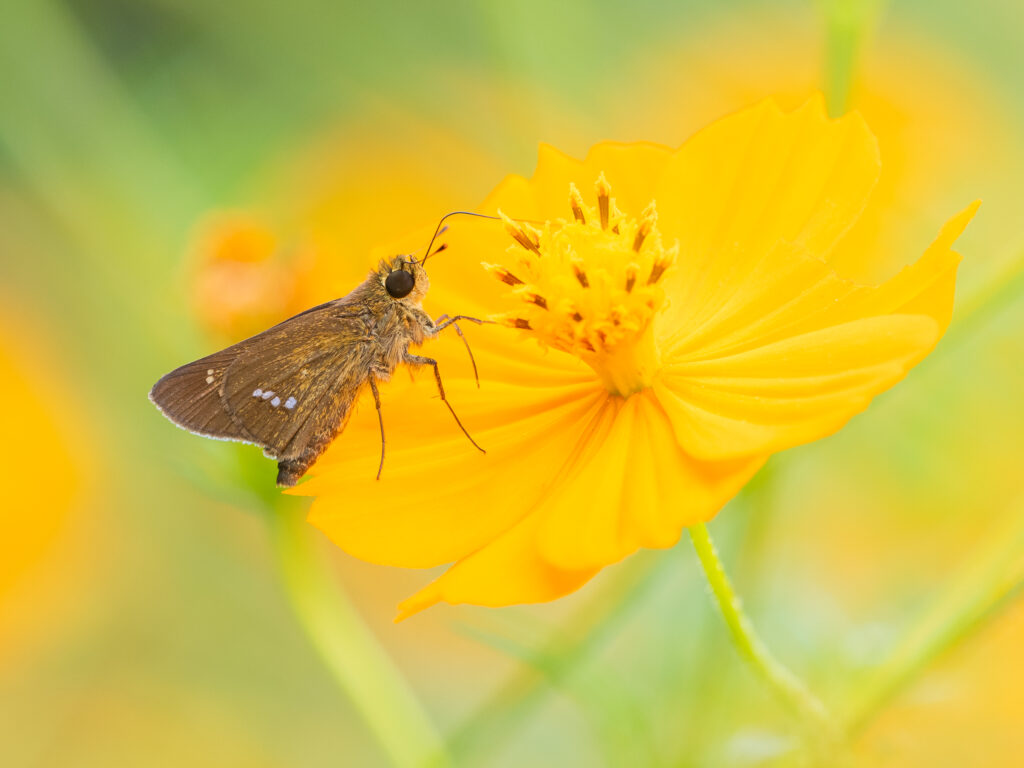 イチモンジセセリ-Parnara guttata