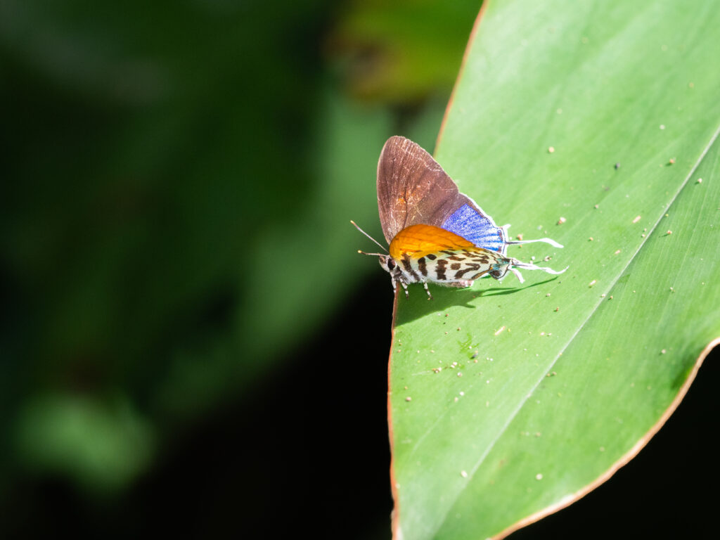 フシギノモリノオナガシジミの表と裏
2024年12月6日 マレーシア・ランカウイ島