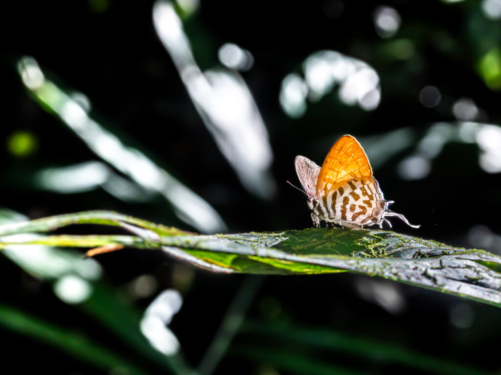 フシギノモリノオナガシジミ
2024年12月6日 マレーシア・ランカウイ島