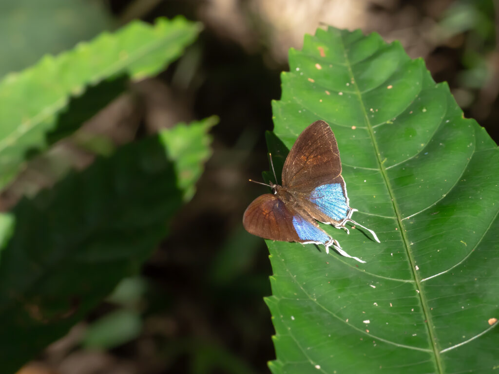 フシギノモリノオナガシジミ の表 2024年12月6日 マレーシア・ランカウイ島