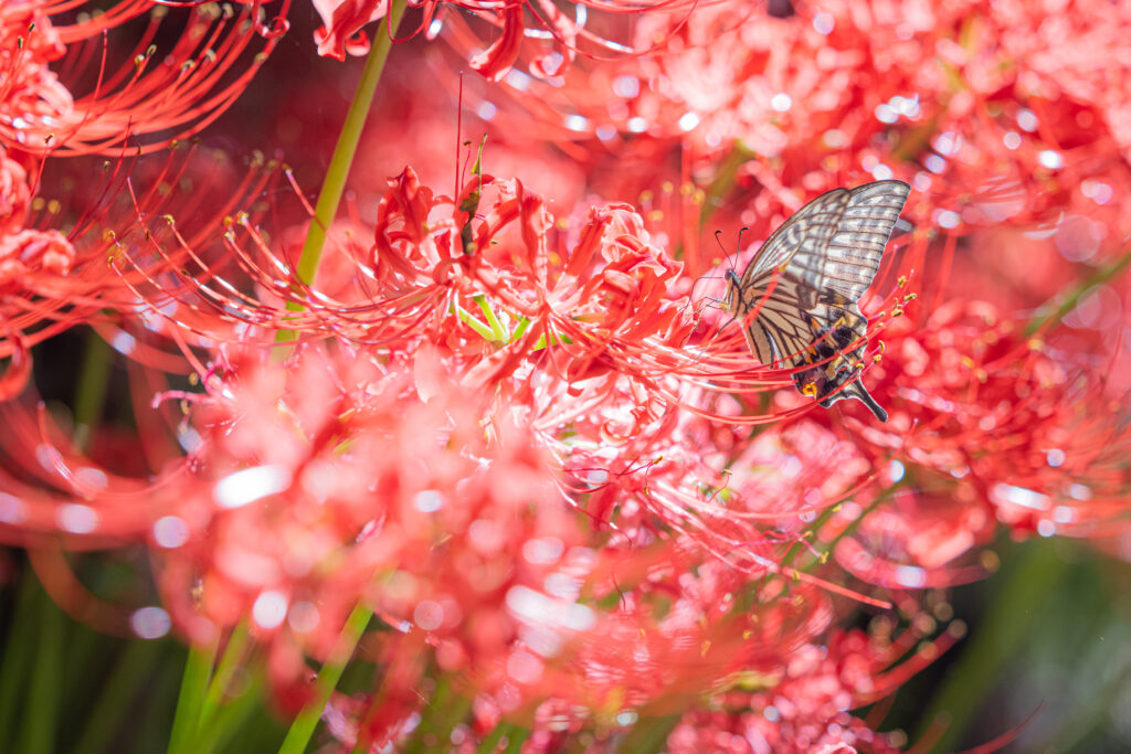 ナミアゲハ-Papilio xuthus