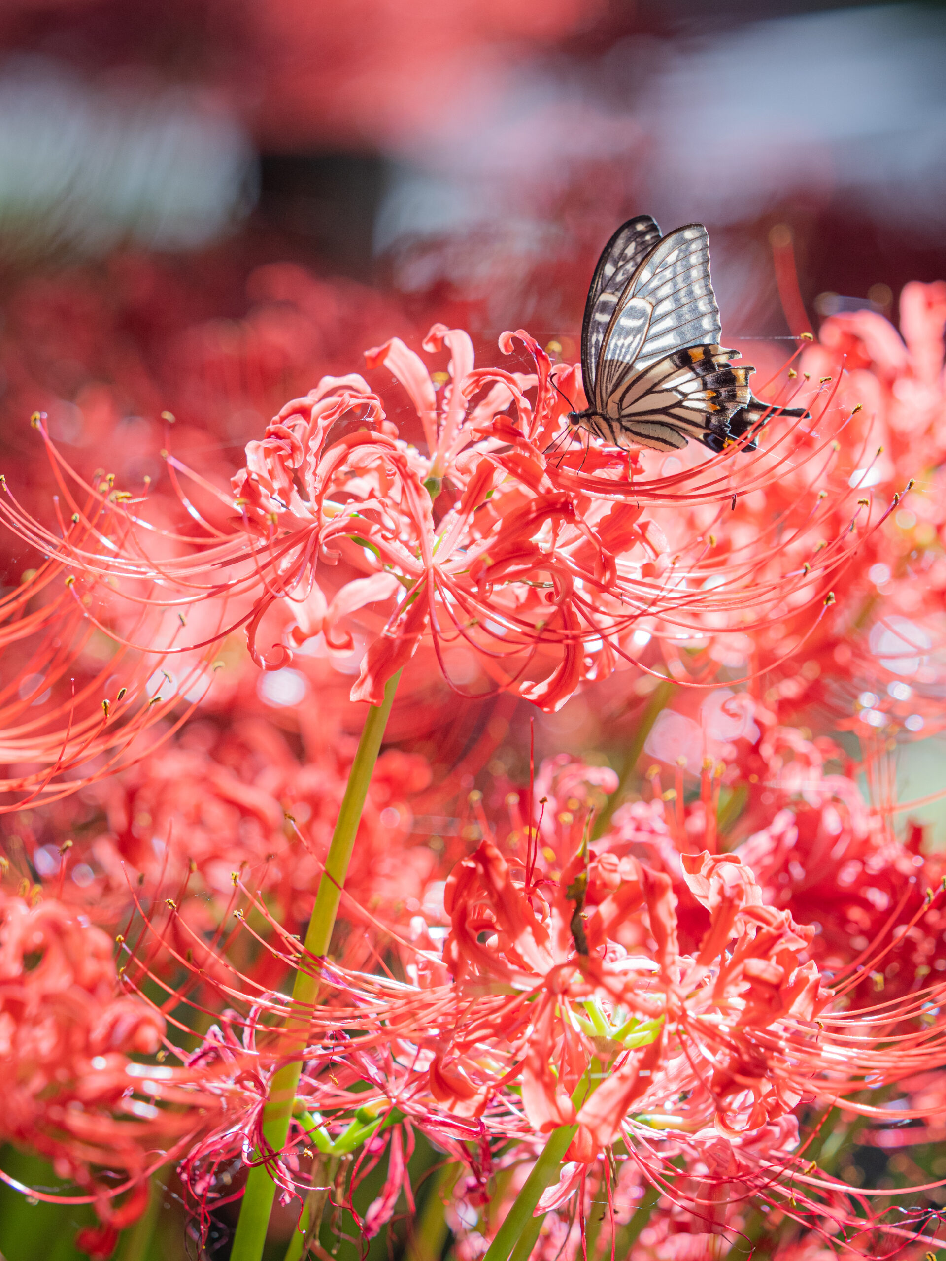 ナミアゲハ-Papilio xuthus