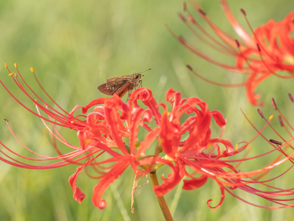 チャバネセセリ-pelopidas-mathias