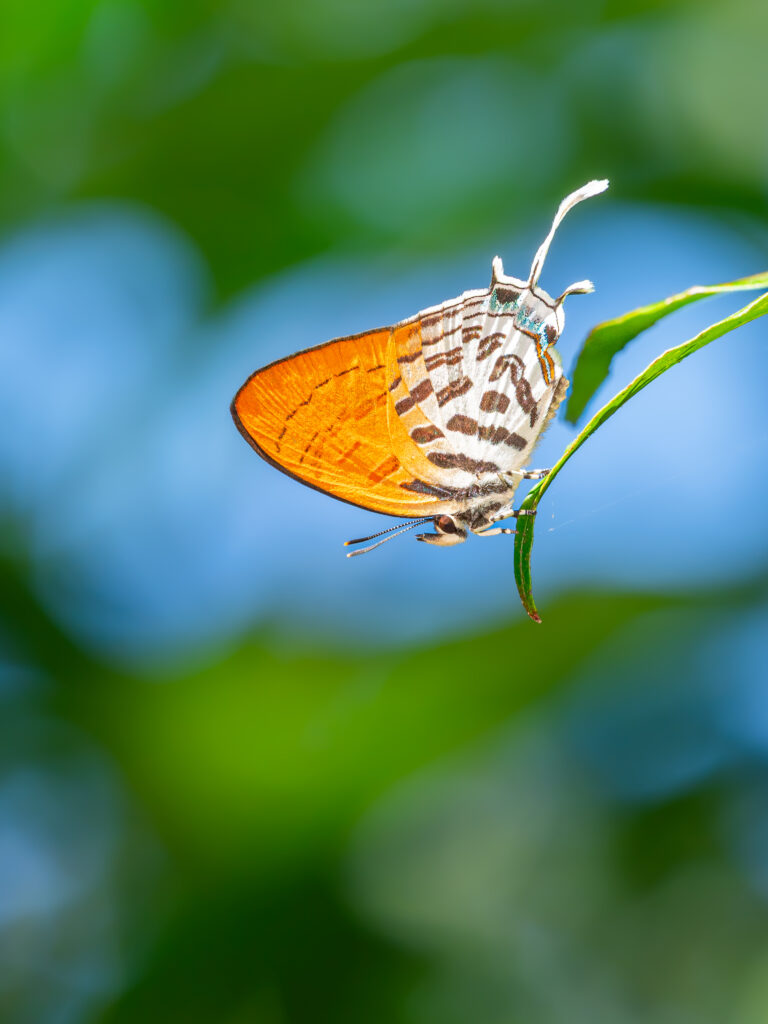 フシギノモリノオナガシジミ の裏
2024年12月6日 マレーシア・ランカウイ島