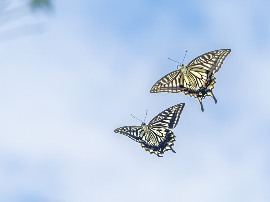 ナミアゲハ-Papilio xuthus