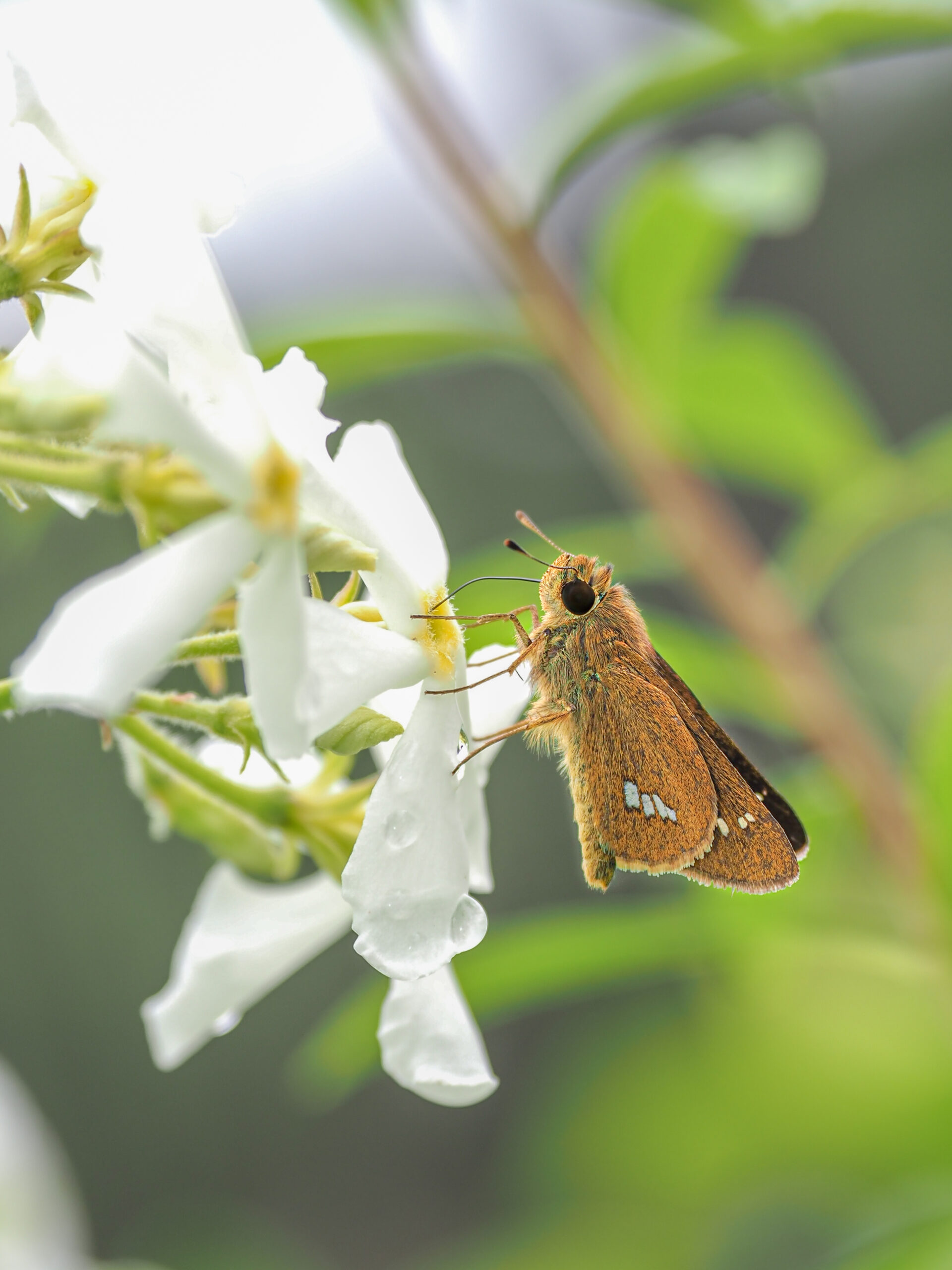 イチモンジセセリ-Parnara guttata