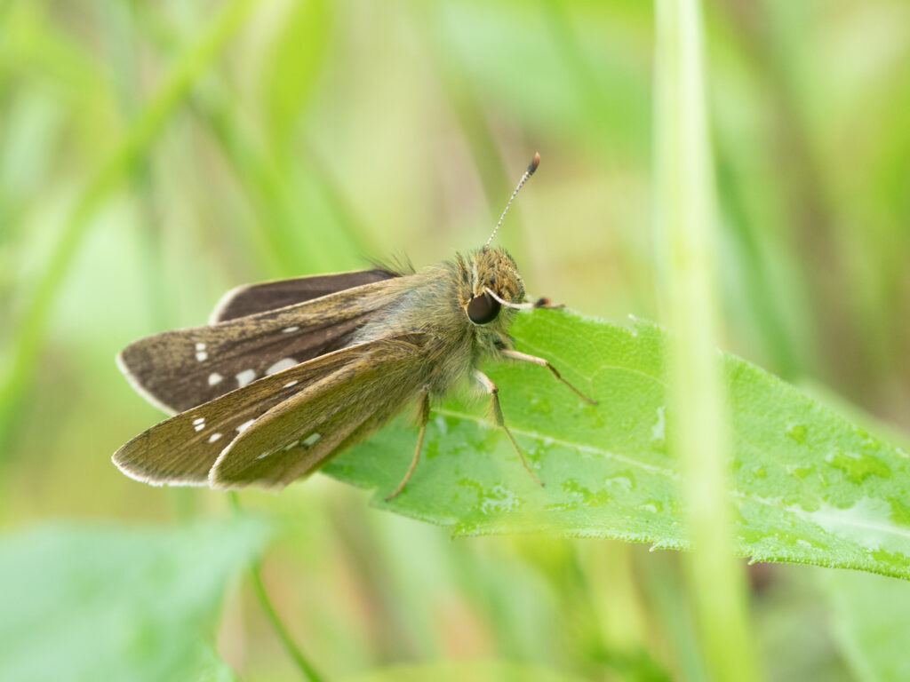 イチモンジセセリ-Parnara guttata