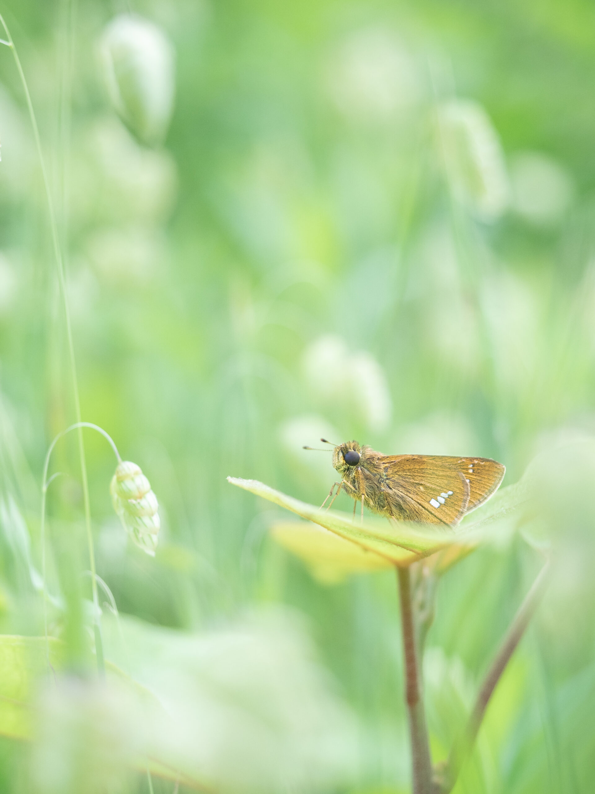 イチモンジセセリ-Parnara guttata