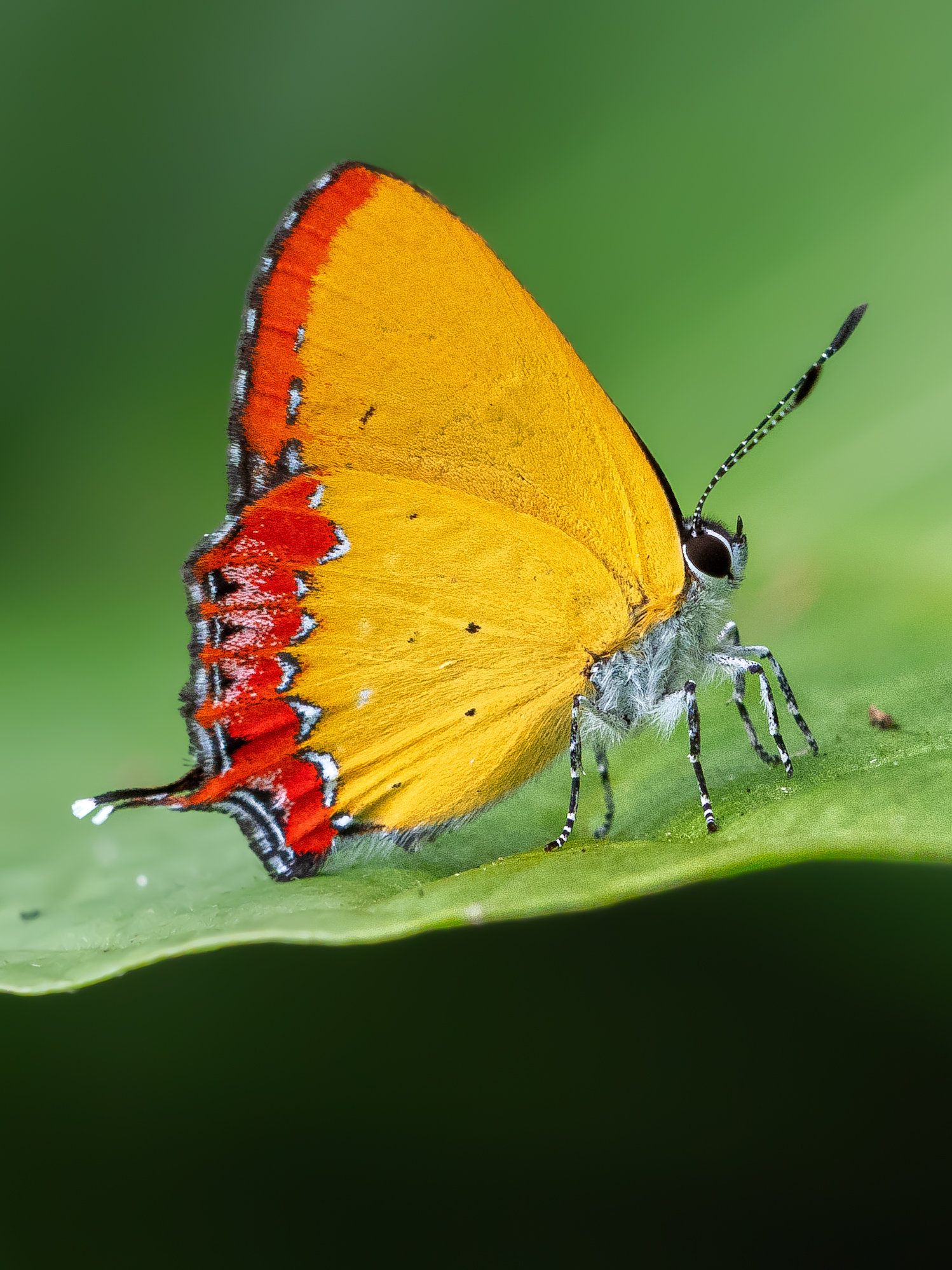 Heliophorus epicles-Purple Sapphire-アカモンウラフチシジミ