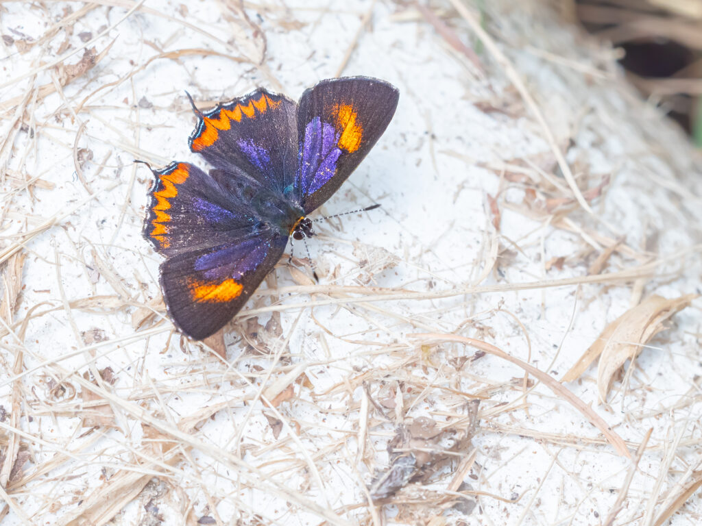 Heliophorus epicles-Purple Sapphire-アカモンウラフチシジミ