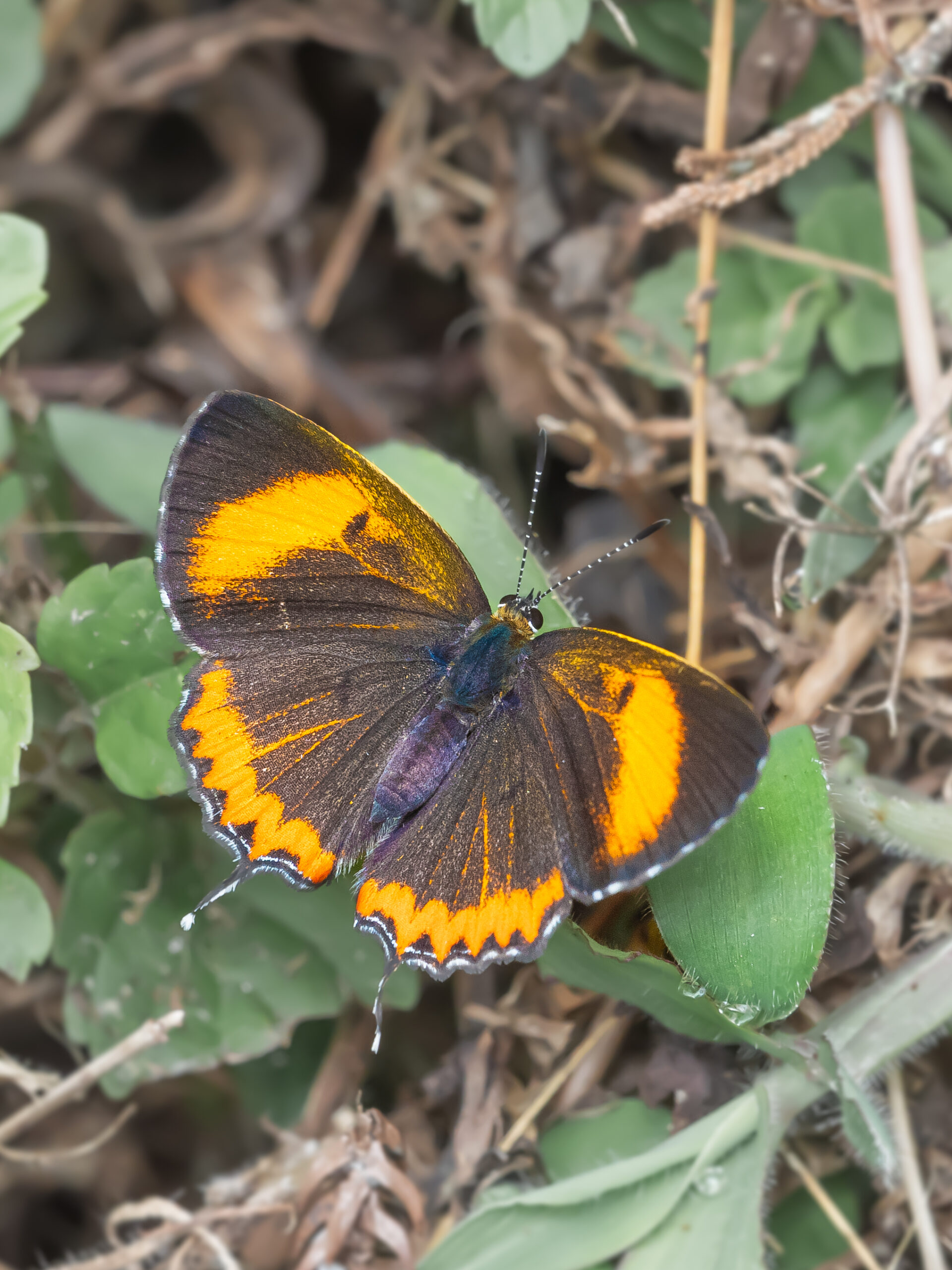 Heliophorus epicles-Purple Sapphire-アカモンウラフチシジミ