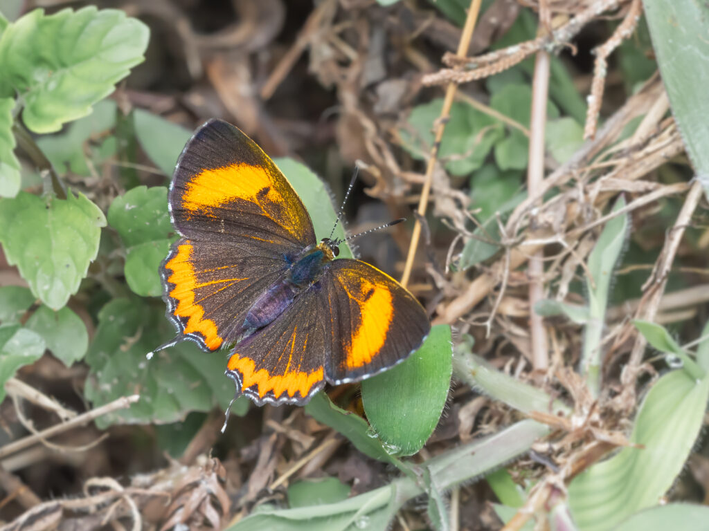 Heliophorus epicles-Purple Sapphire-アカモンウラフチシジミ