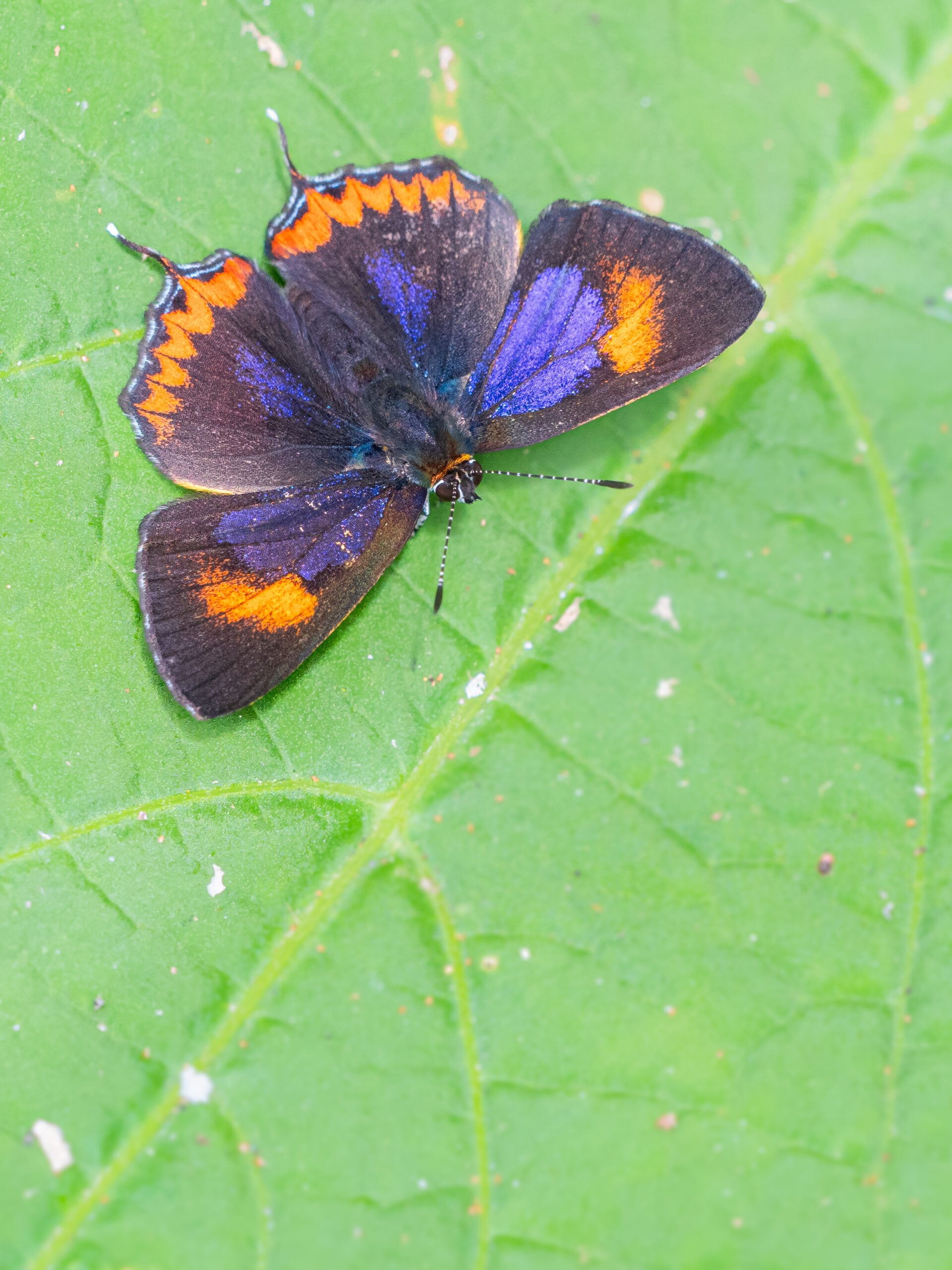 Heliophorus epicles-Purple Sapphire-アカモンウラフチシジミ