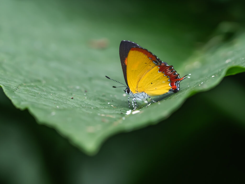 Heliophorus epicles-Purple Sapphire-アカモンウラフチシジミ