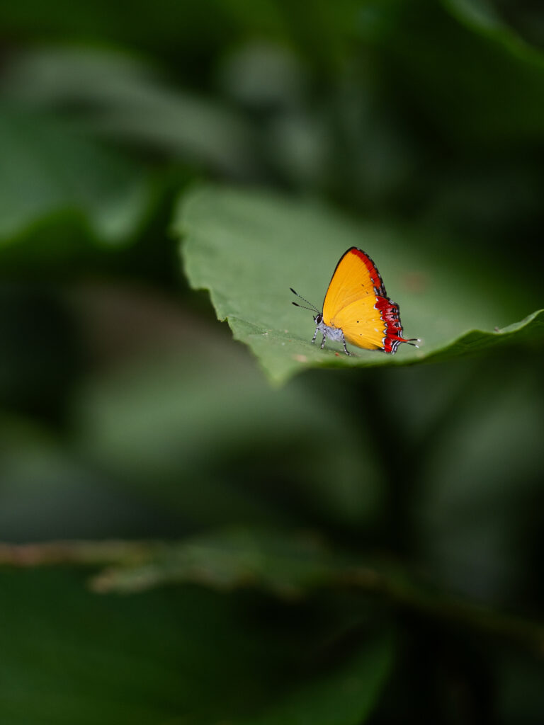 Heliophorus epicles-Purple Sapphire-アカモンウラフチシジミ