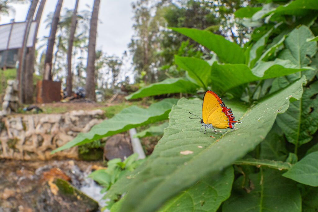 Heliophorus epicles-Purple Sapphire-アカモンウラフチシジミ