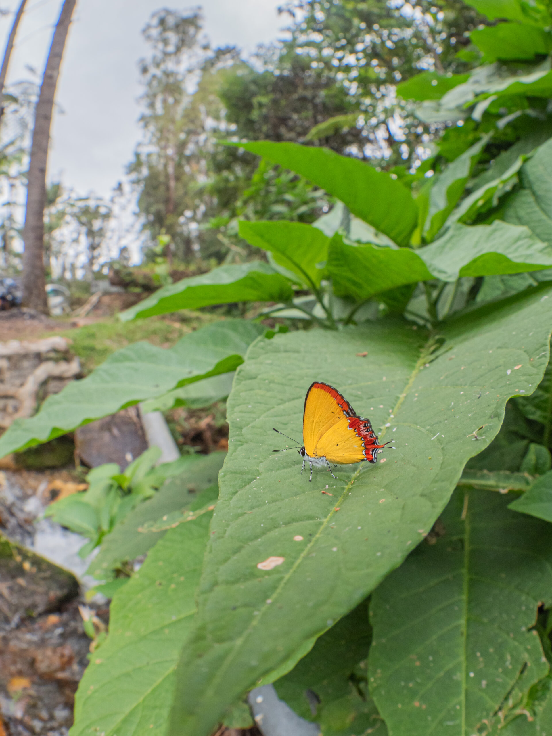 Heliophorus epicles-Purple Sapphire-アカモンウラフチシジミ
