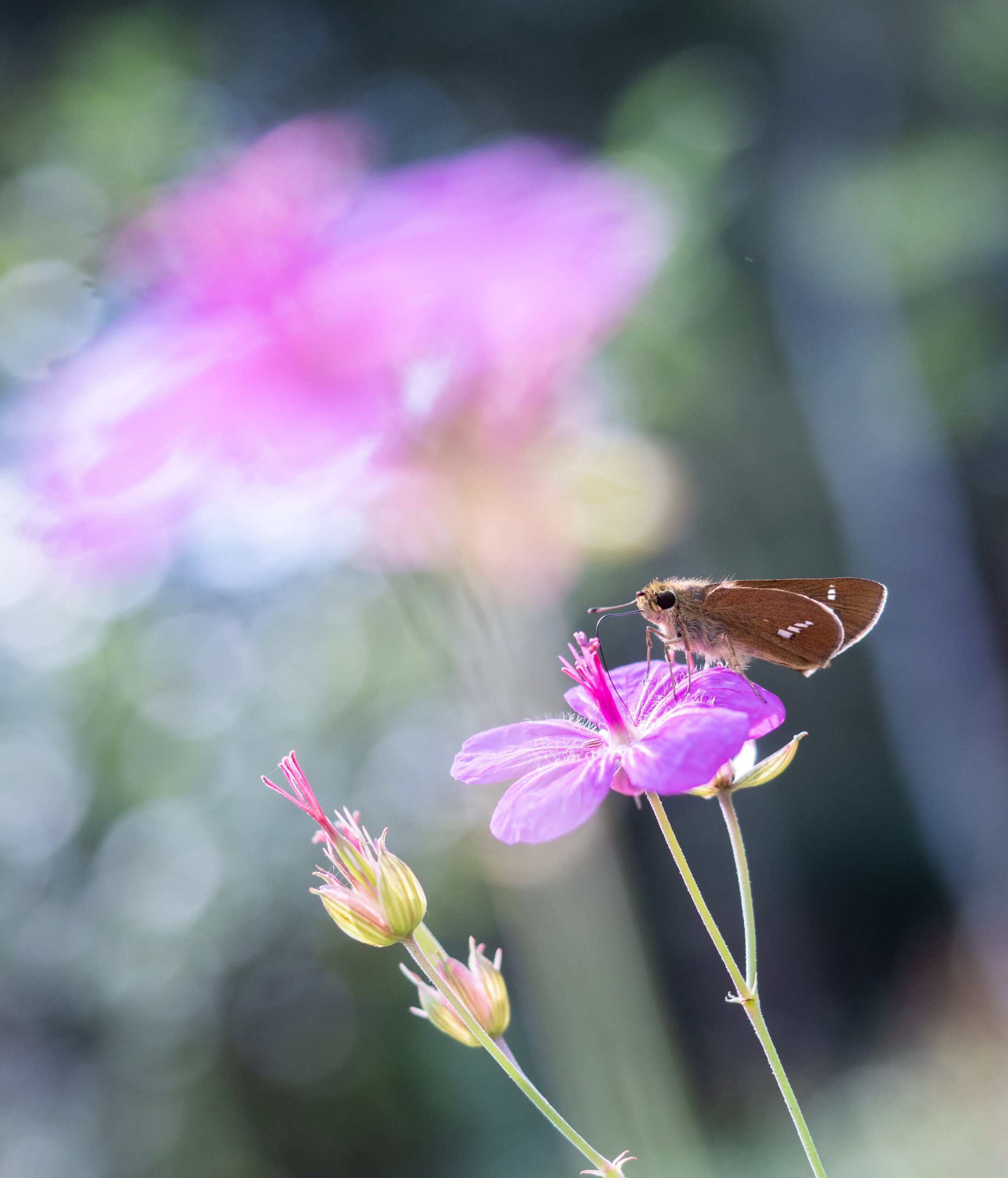 イチモンジセセリ-Parnara guttata