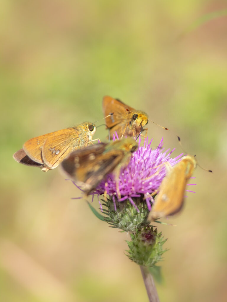 イチモンジセセリ-Parnara guttata