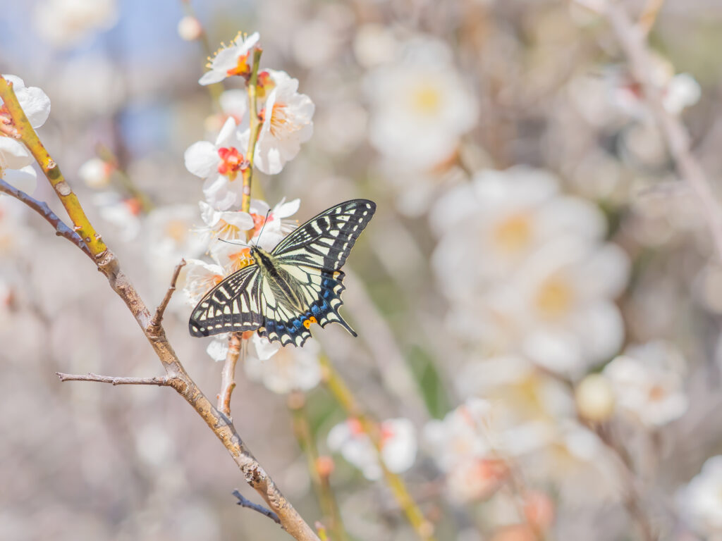 ナミアゲハ-Papilio xuthus