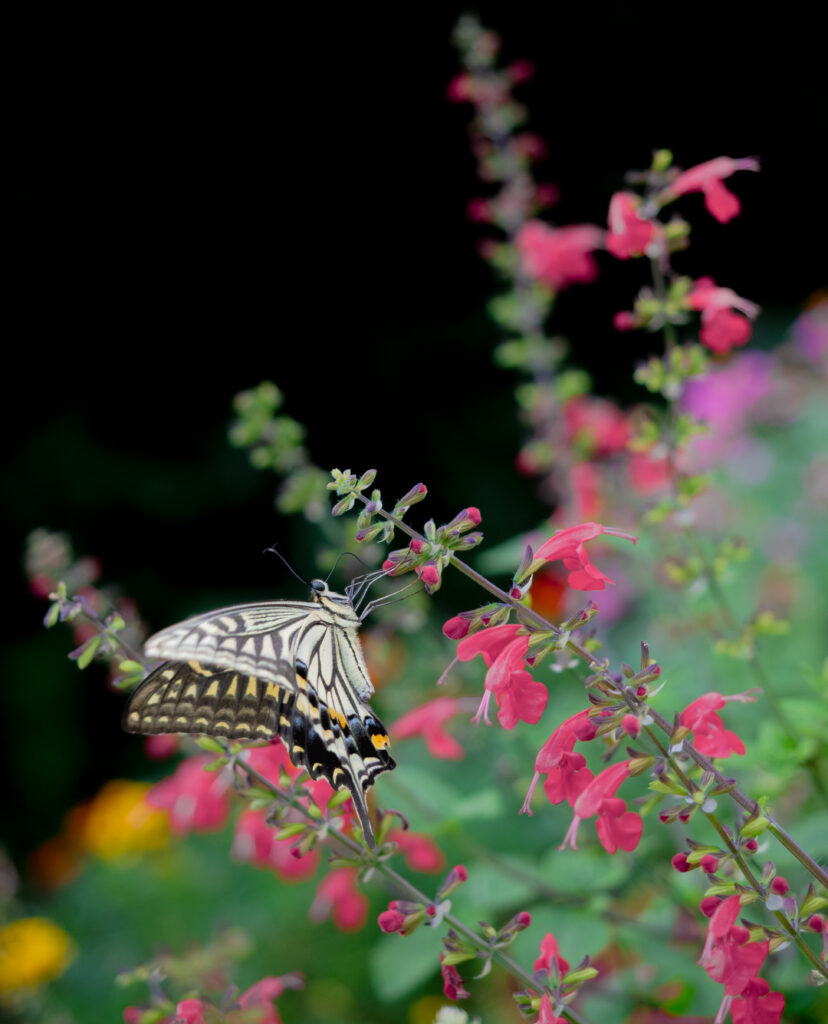 ナミアゲハ-Papilio xuthus