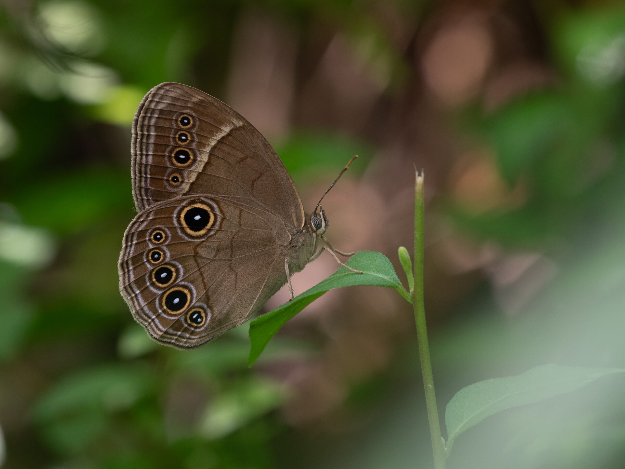 Lethe marginalis