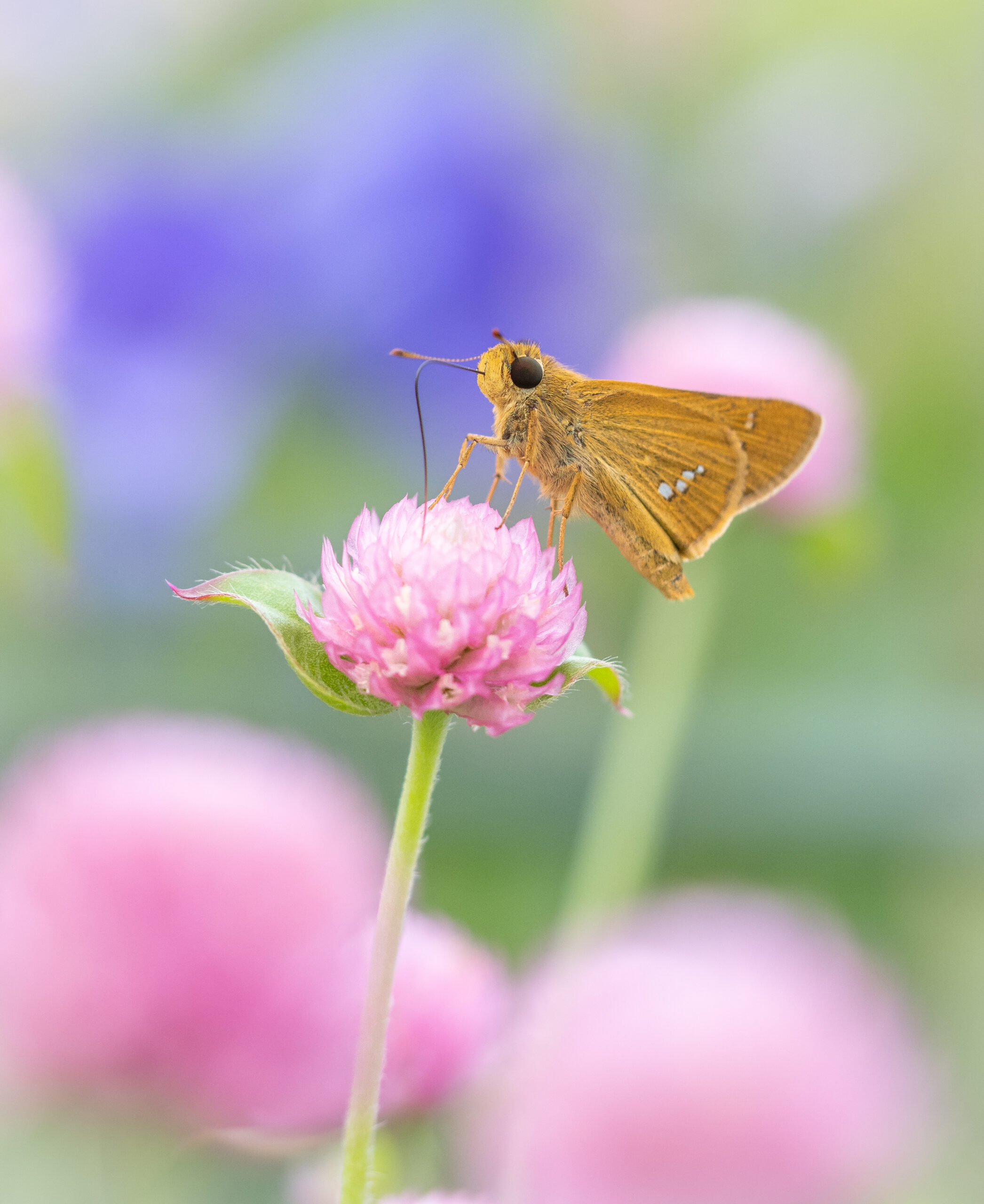 イチモンジセセリ-Parnara guttata