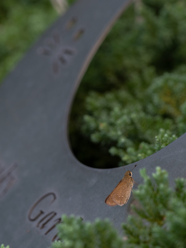 チャバネセセリ-pelopidas-mathias