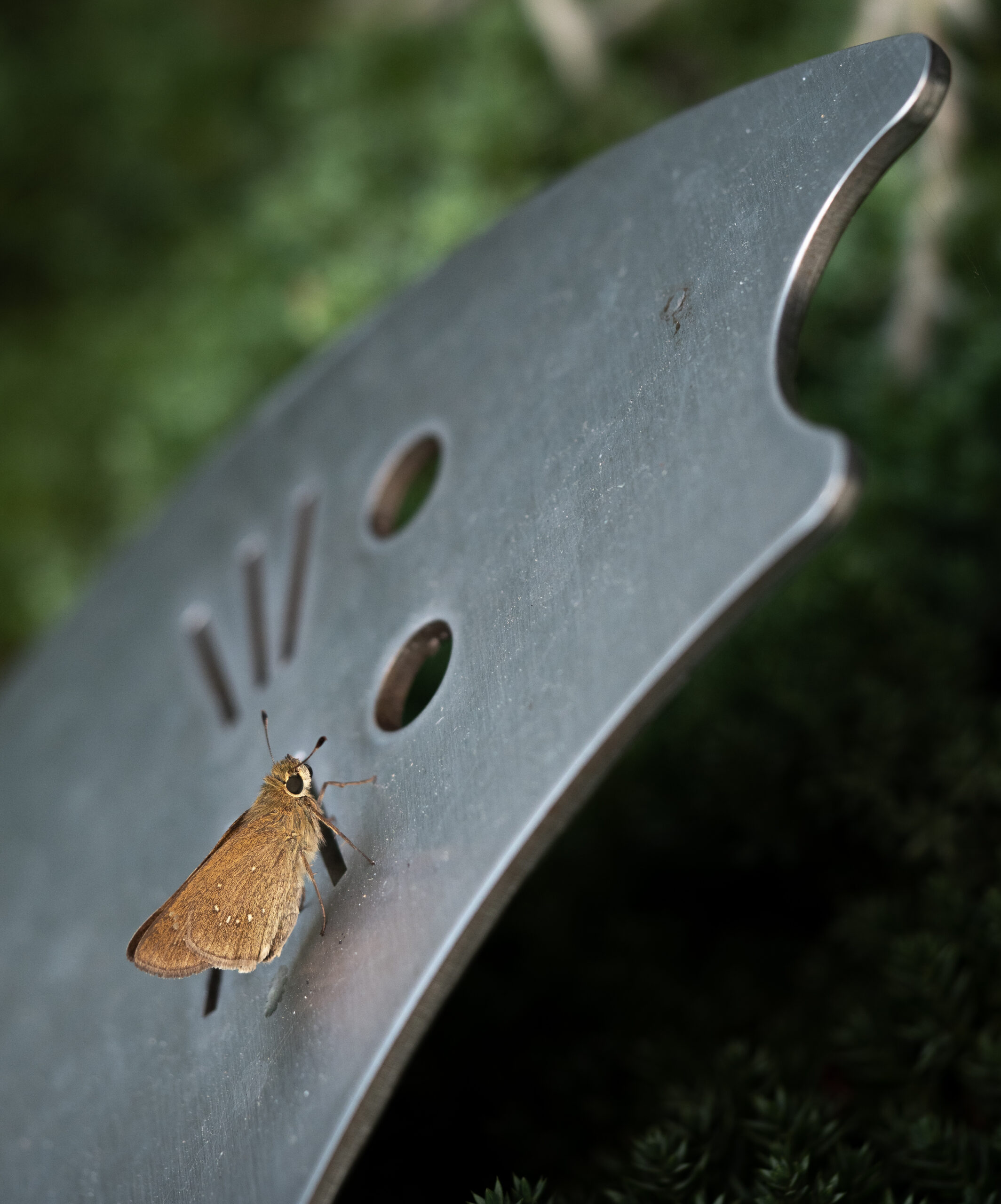 チャバネセセリ-pelopidas-mathias