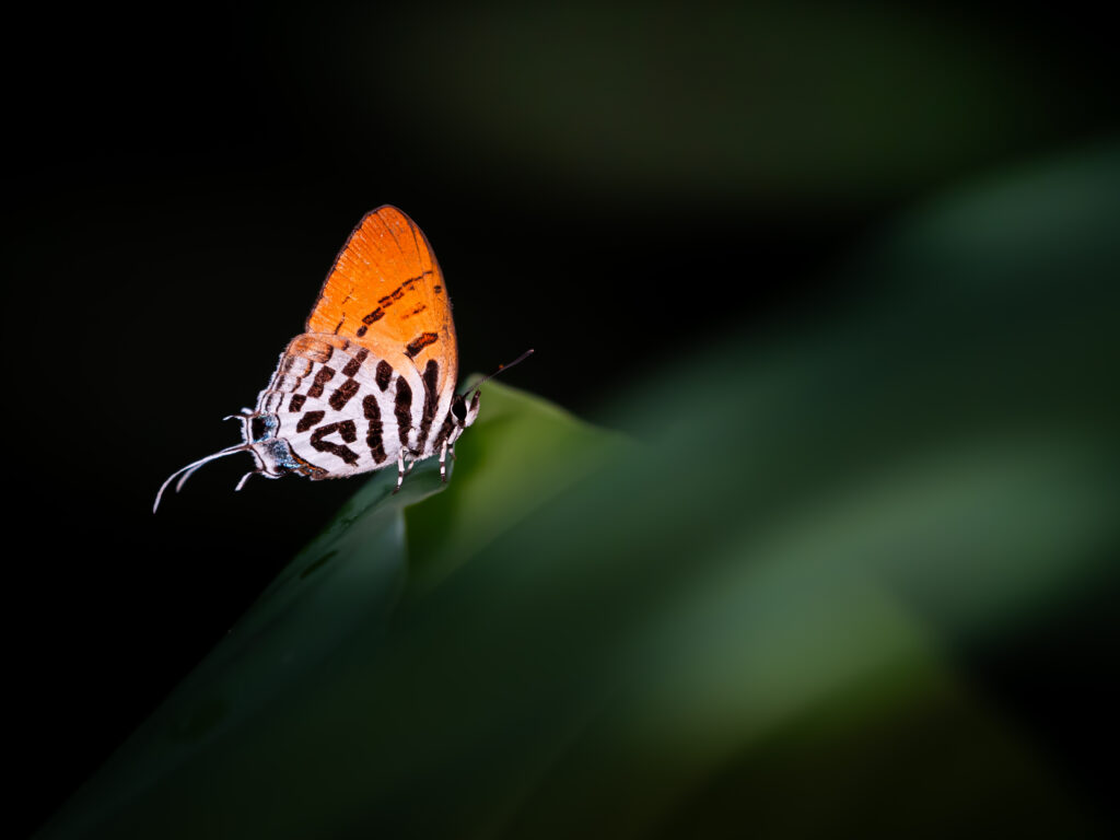 フシギノモリノオナガシジミ
2024年4月20日 マレーシア本土