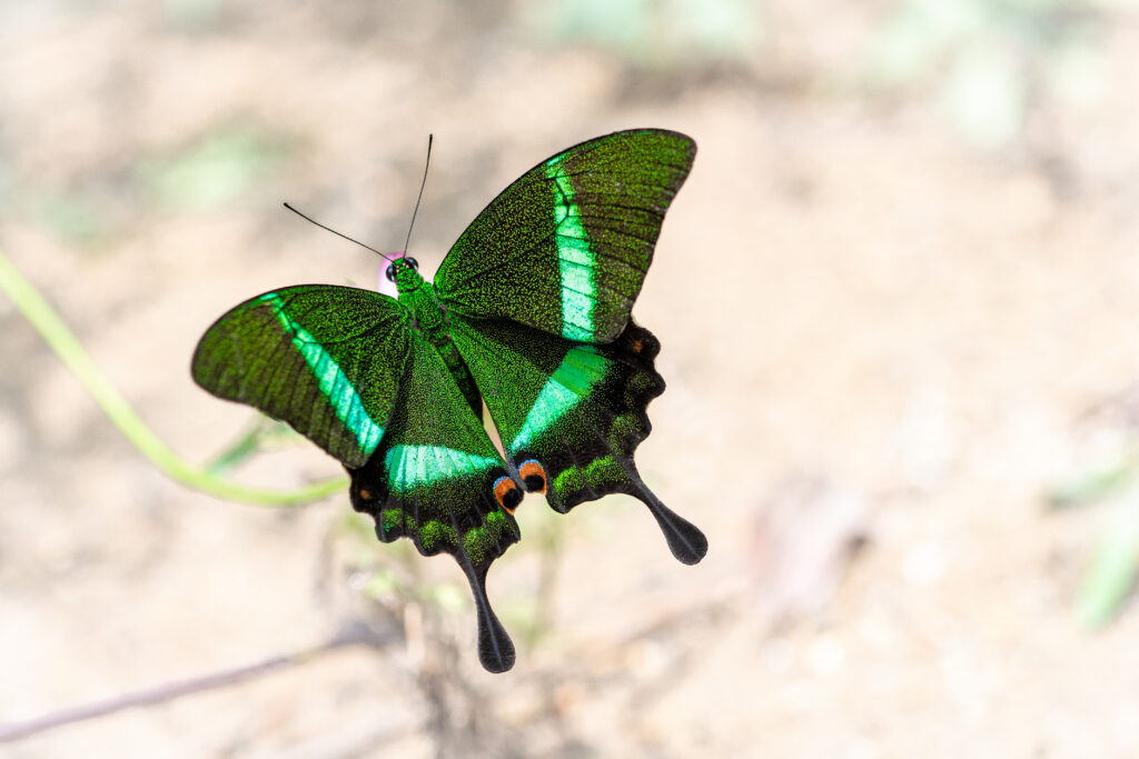 オビクジャクアゲハ(ルリオビアゲハ)/Papilio palinurus