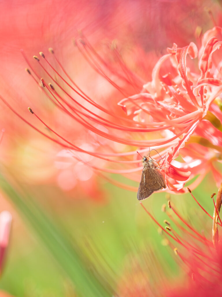 チャバネセセリ-pelopidas-mathias