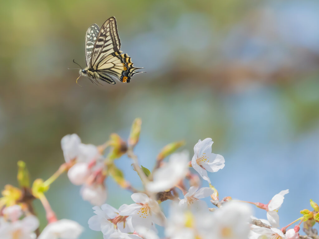 ナミアゲハ-Papilio xuthus