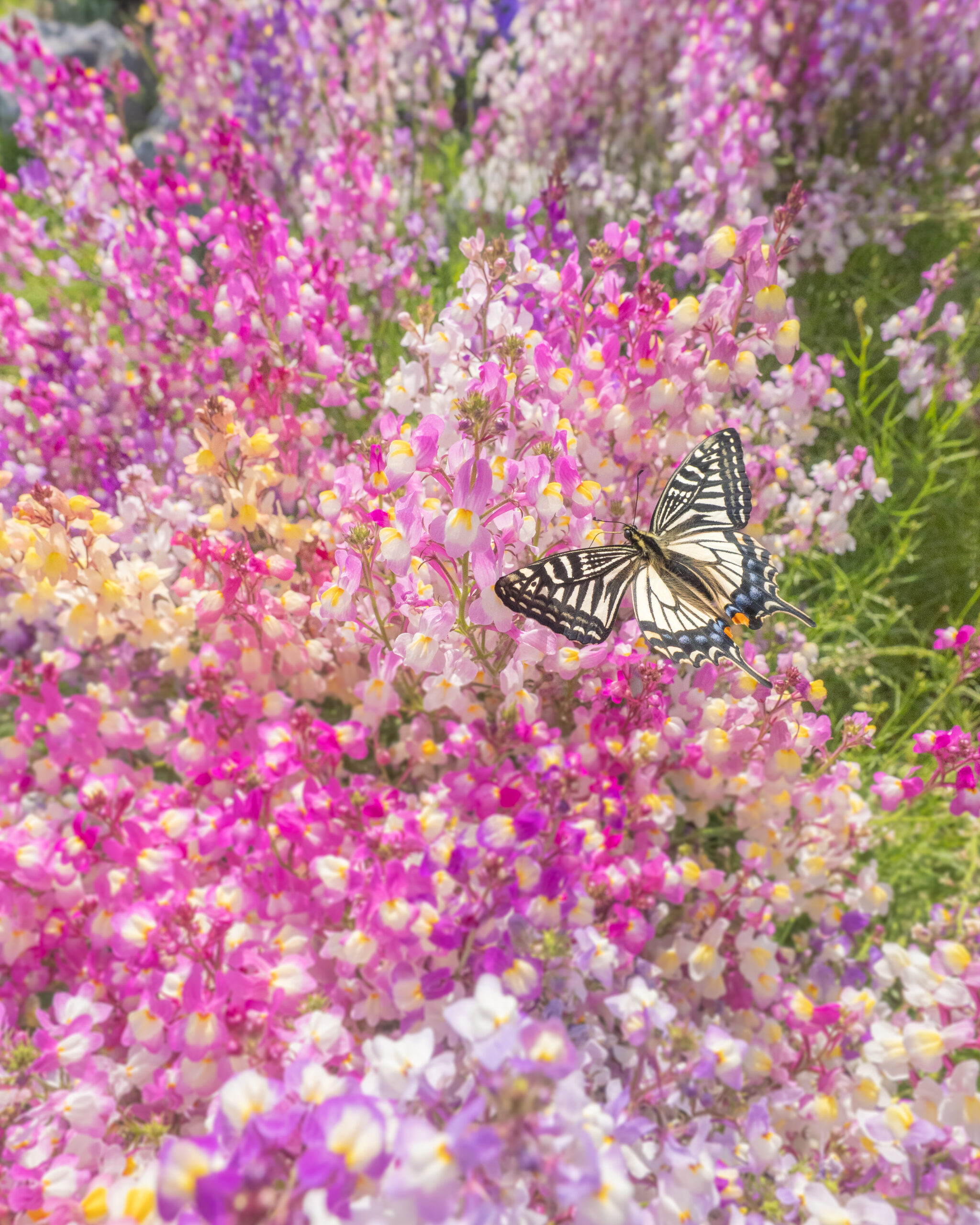 ナミアゲハ-Papilio xuthus
